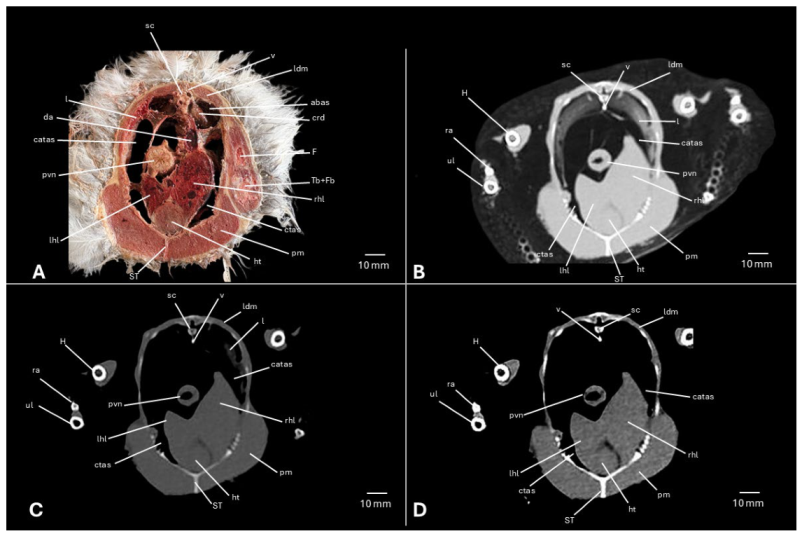 Preprints 217531 g010