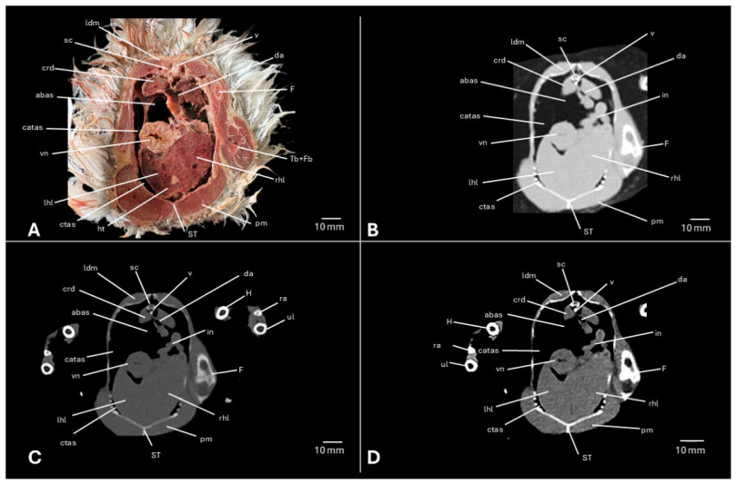 Preprints 217531 g011