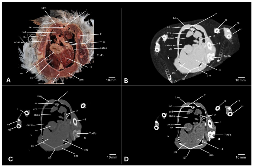Preprints 217531 g012