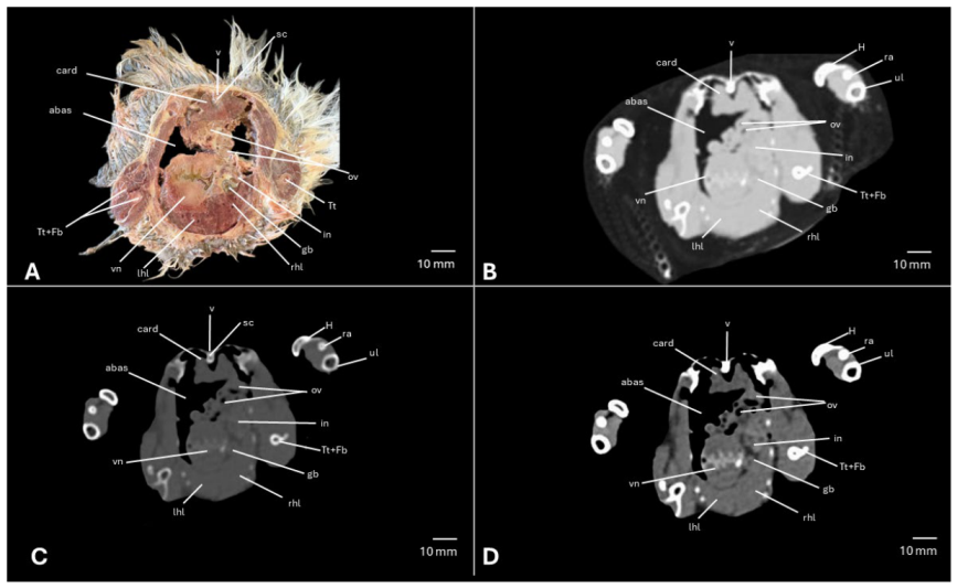 Preprints 217531 g015