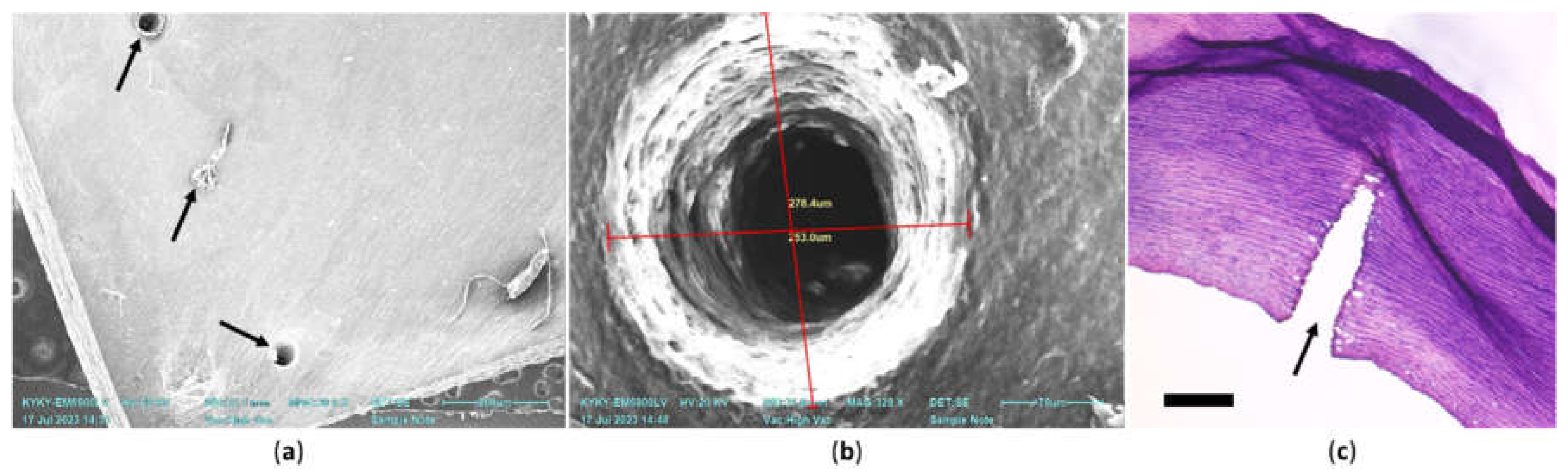 Preprints 141930 g008