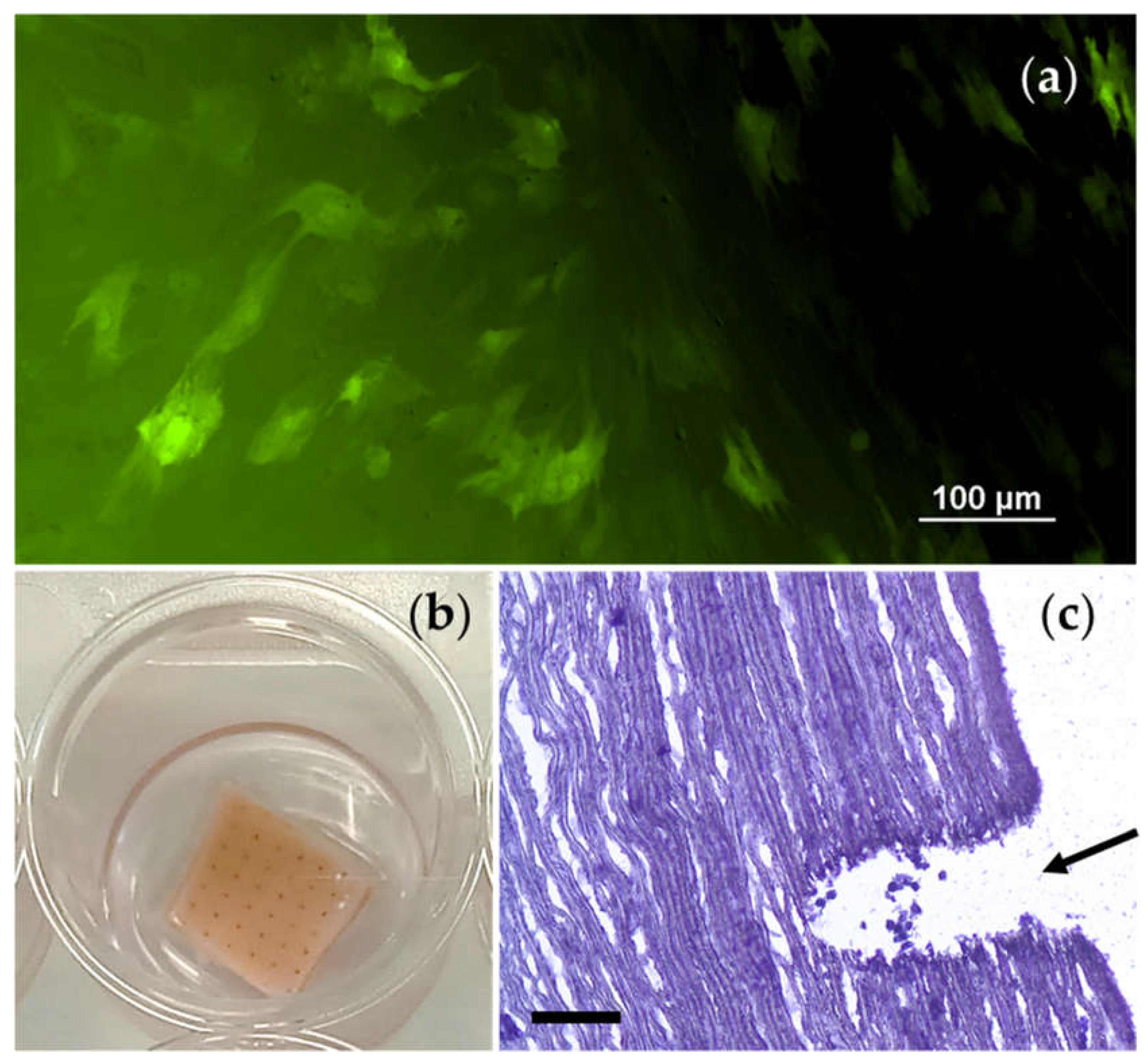 Preprints 141930 g009