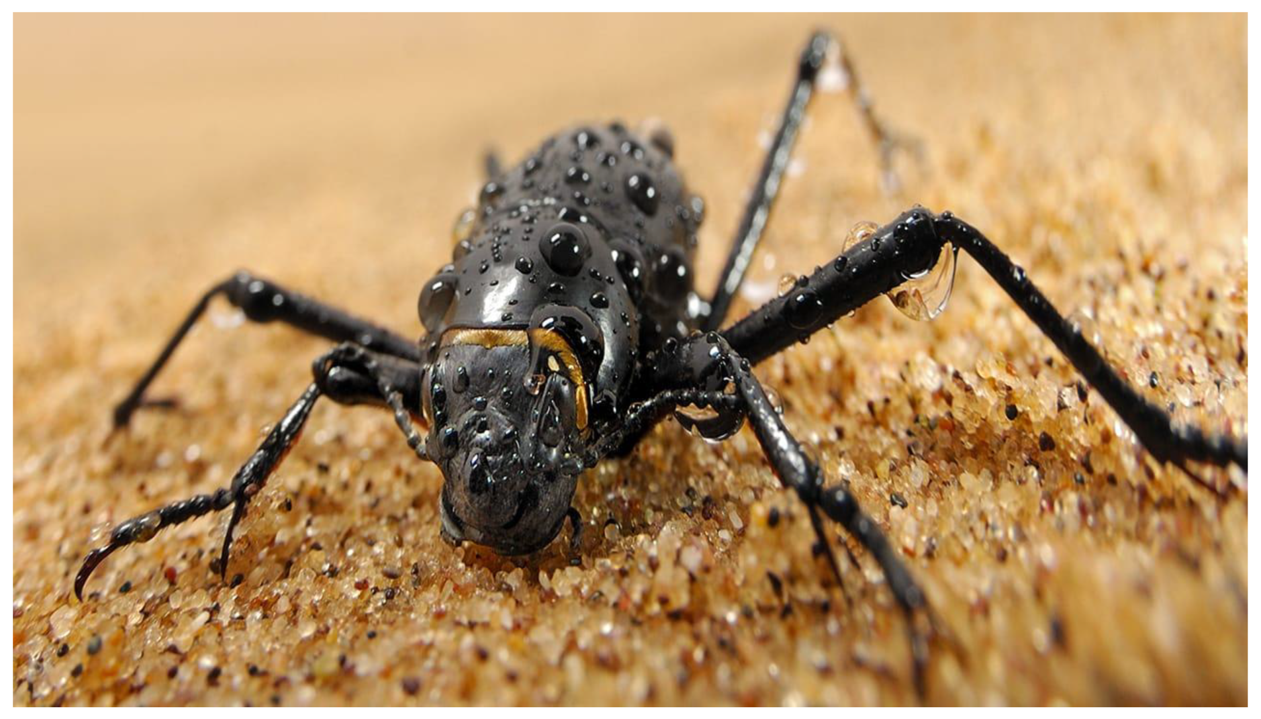 Preprints 190287 g007