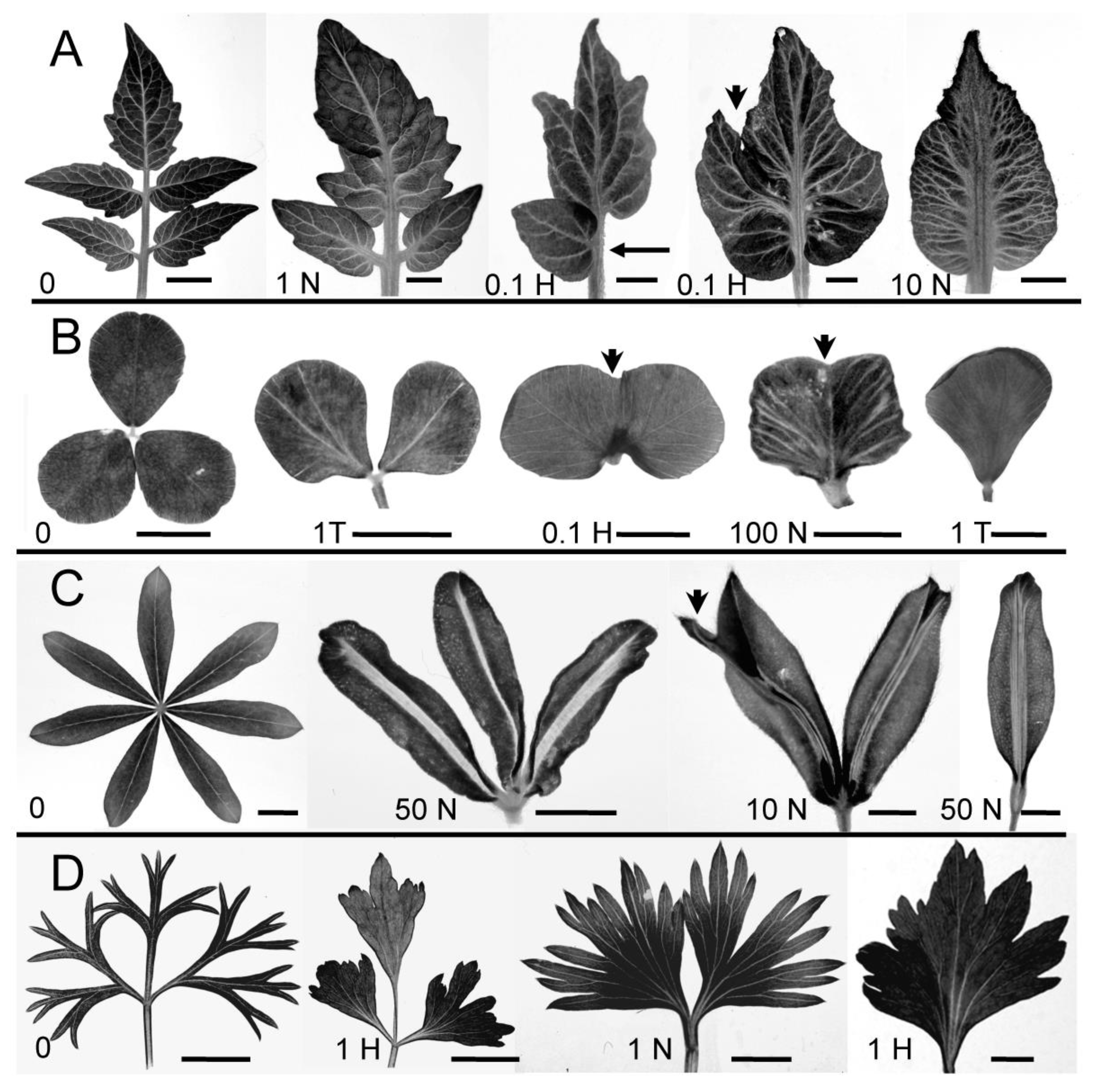 Preprints 115300 g001