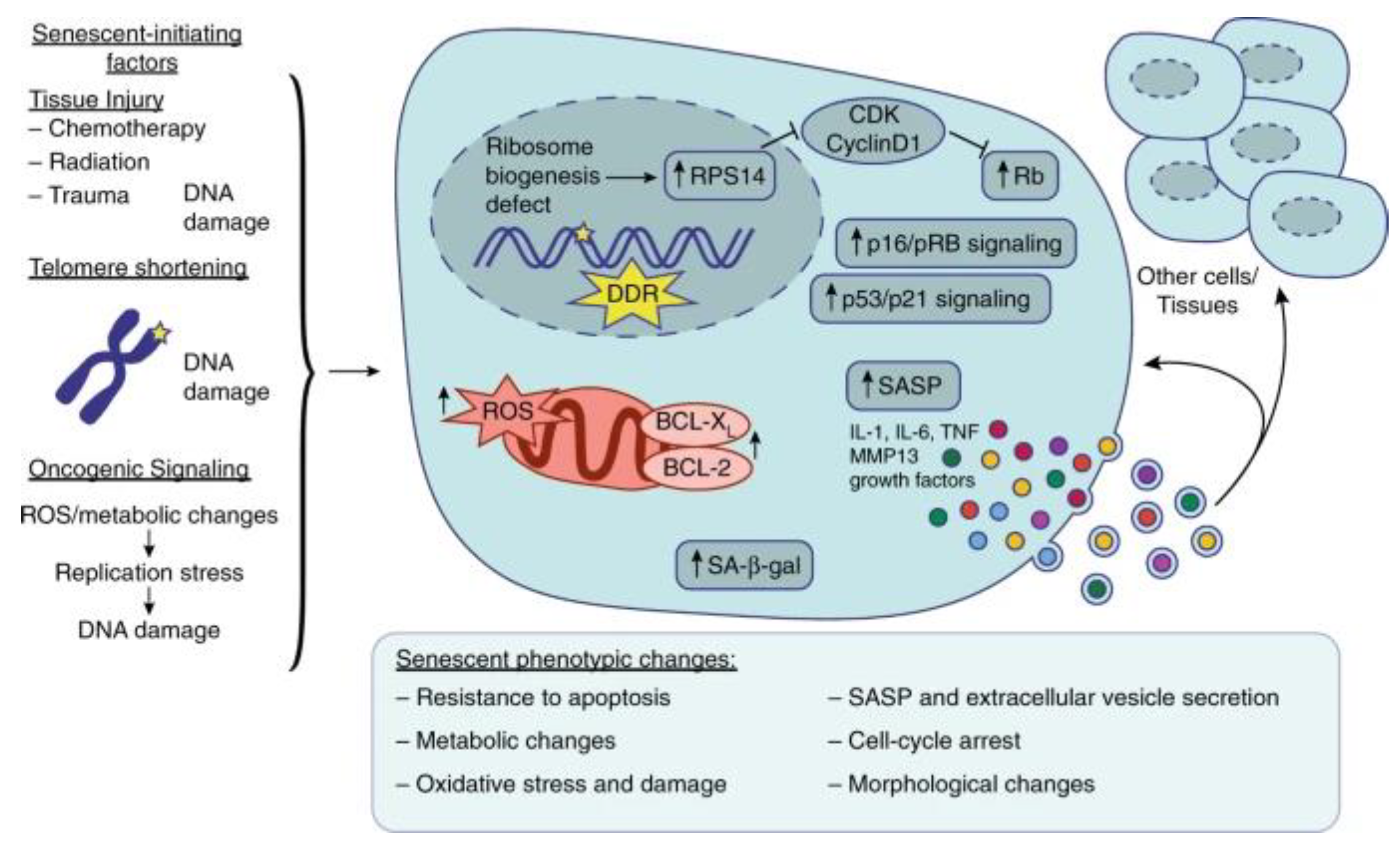 Preprints 91613 g001