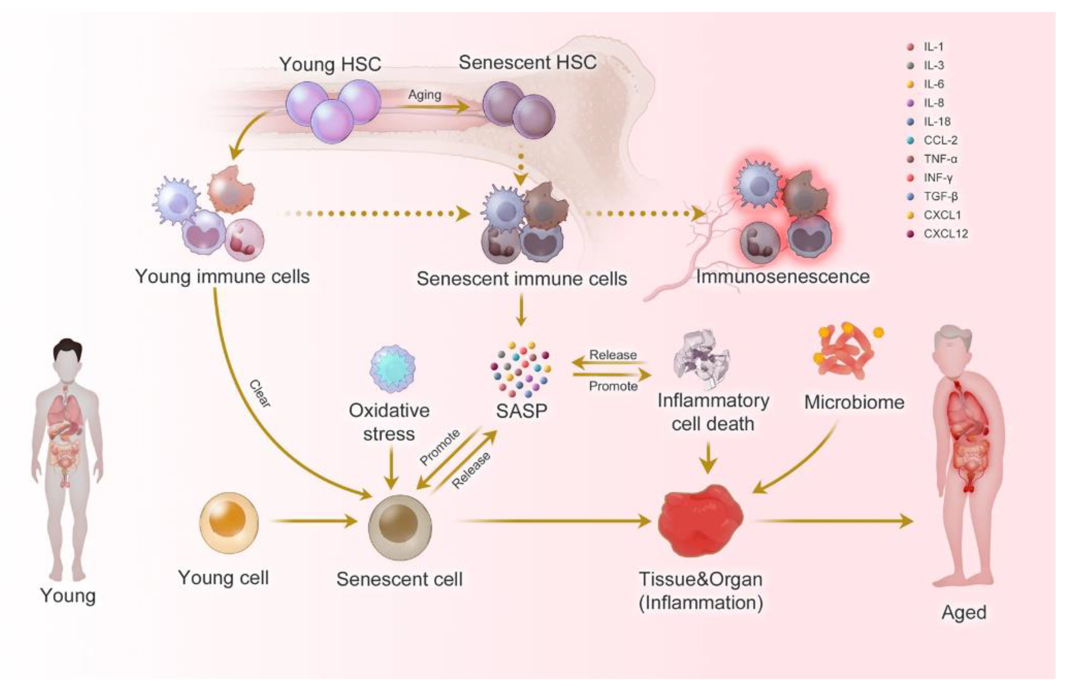 Preprints 91613 g002