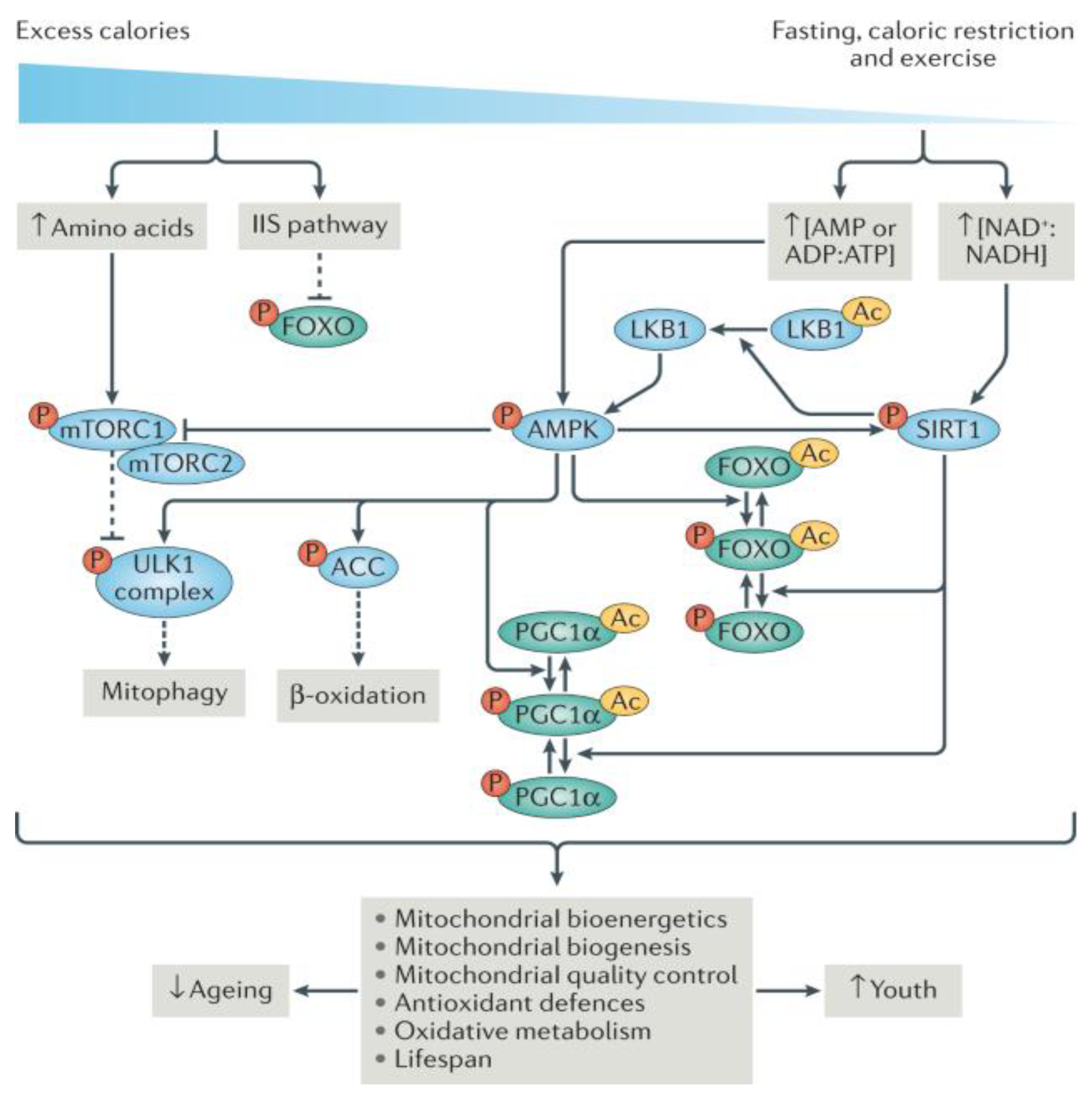 Preprints 91613 g003