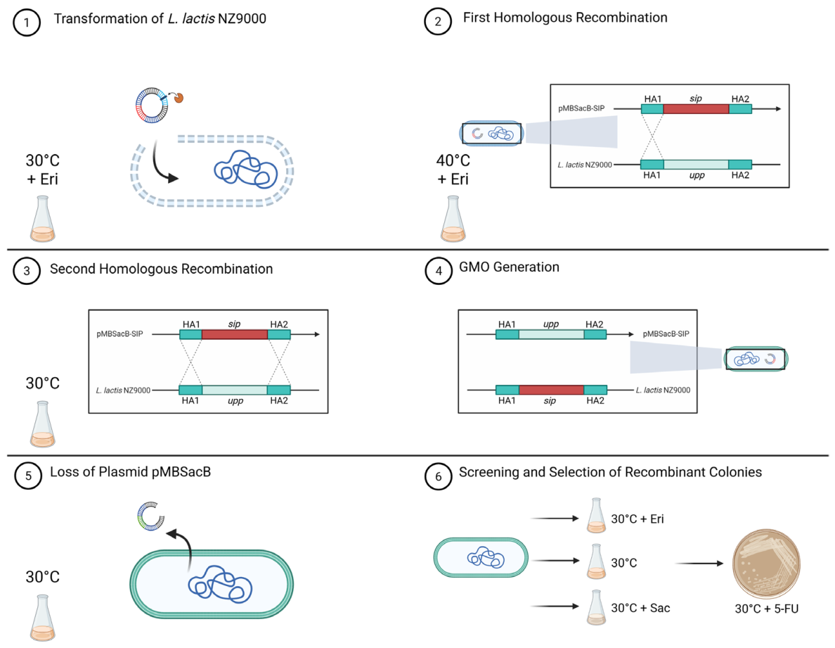 Preprints 217086 g001 Preprints 217086 g001