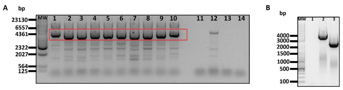 Preprints 217086 g002 Preprints 217086 g002