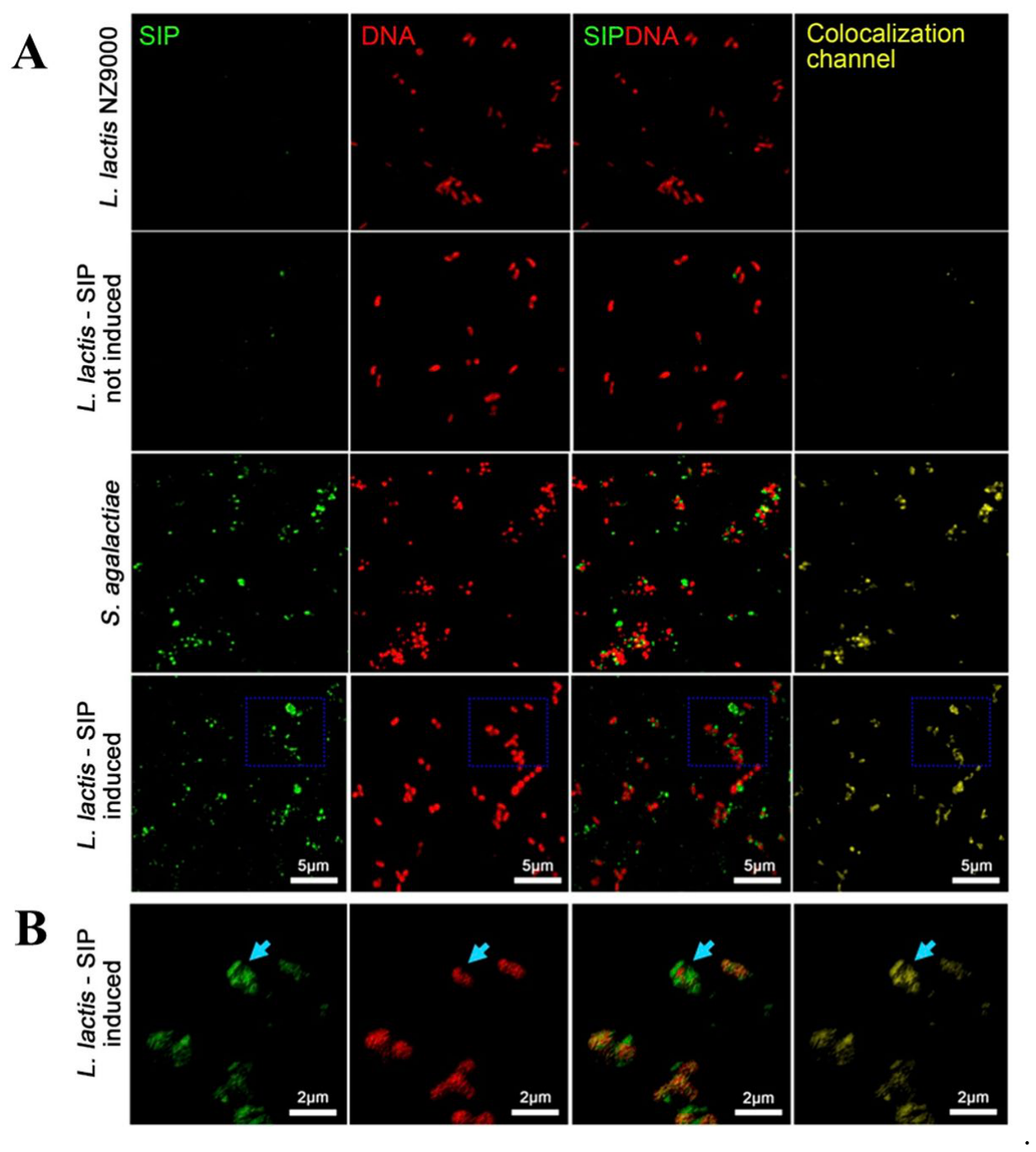 Preprints 217086 g005 Preprints 217086 g005