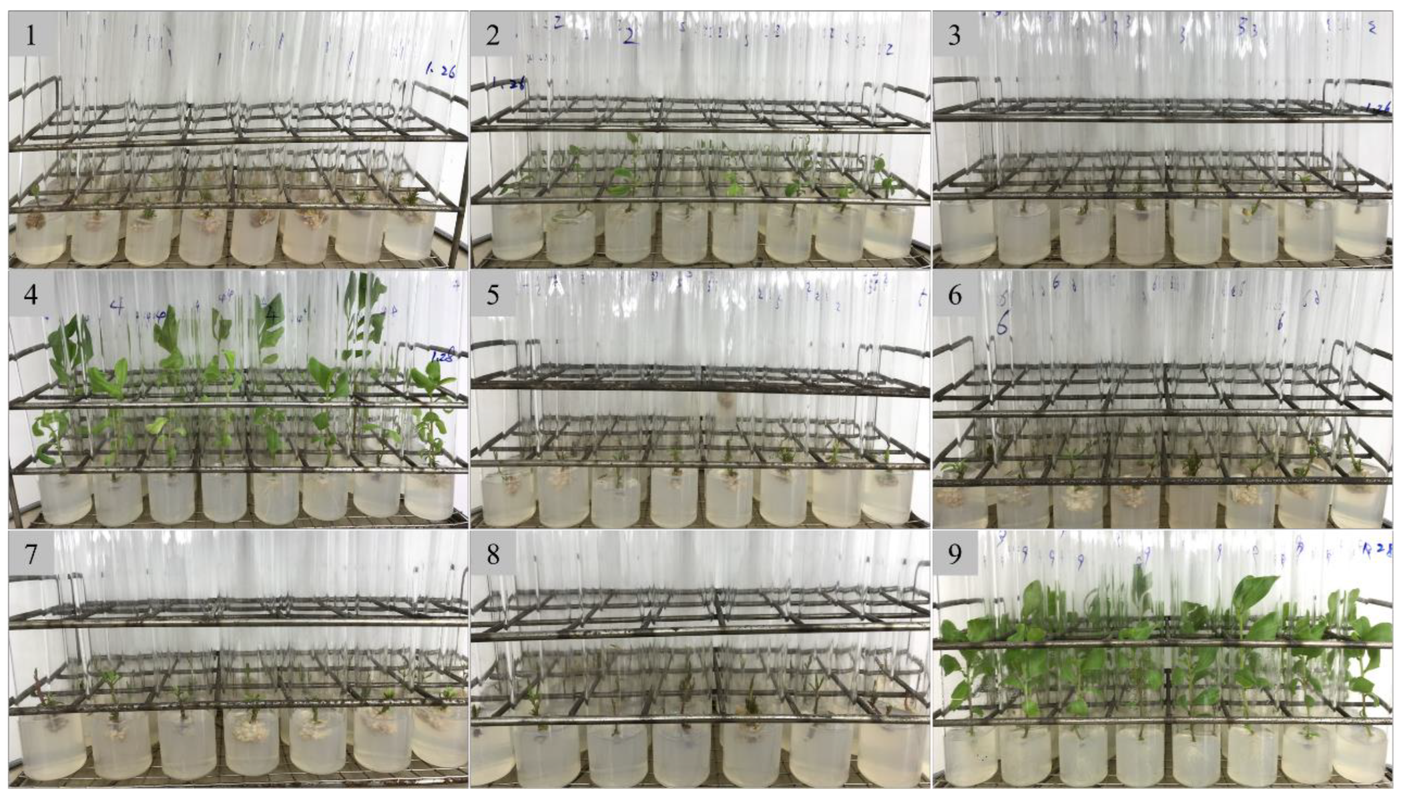 Preprints 144532 g001