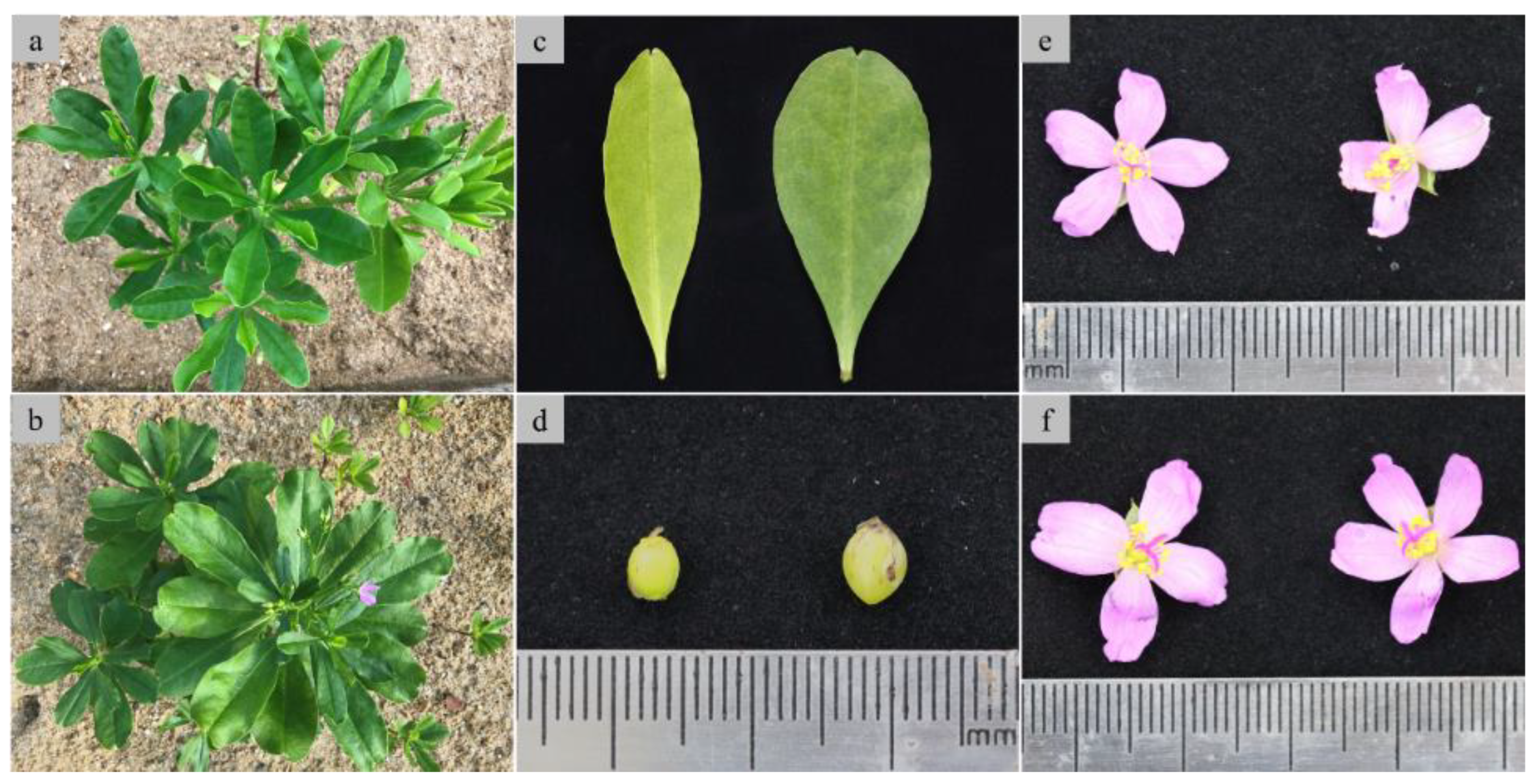 Preprints 144532 g003