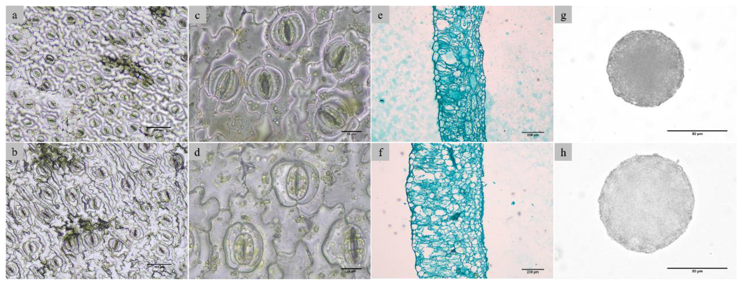 Preprints 144532 g004