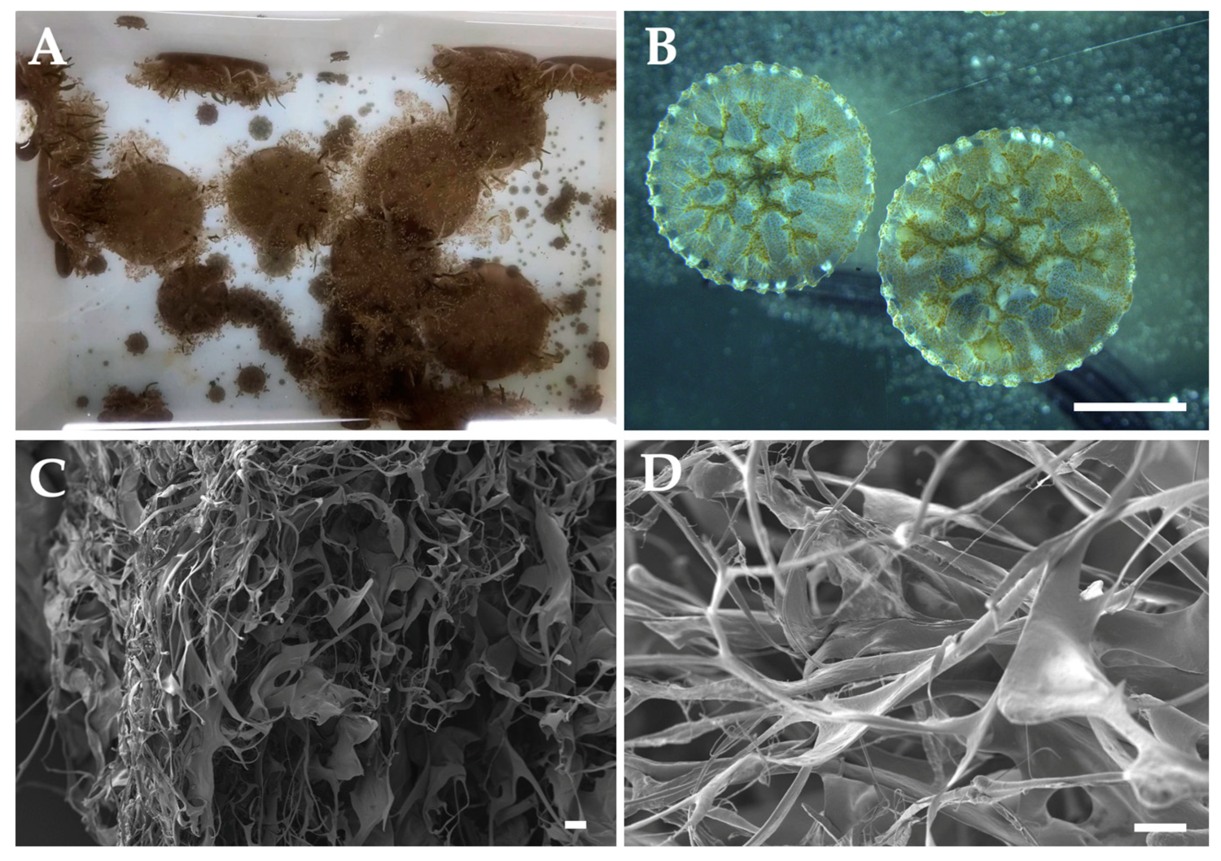 Preprints 155858 g004