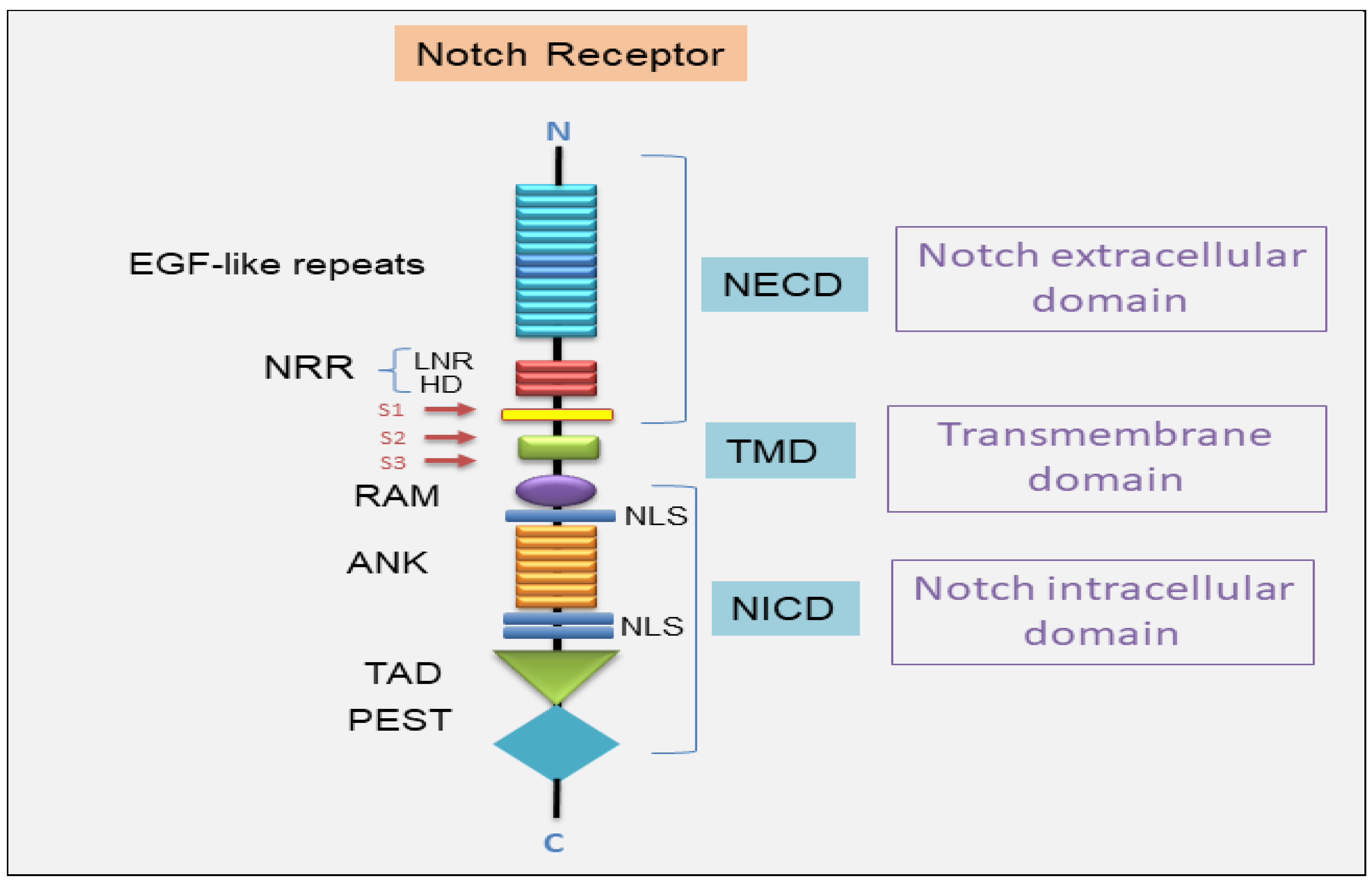 Preprints 154299 g001