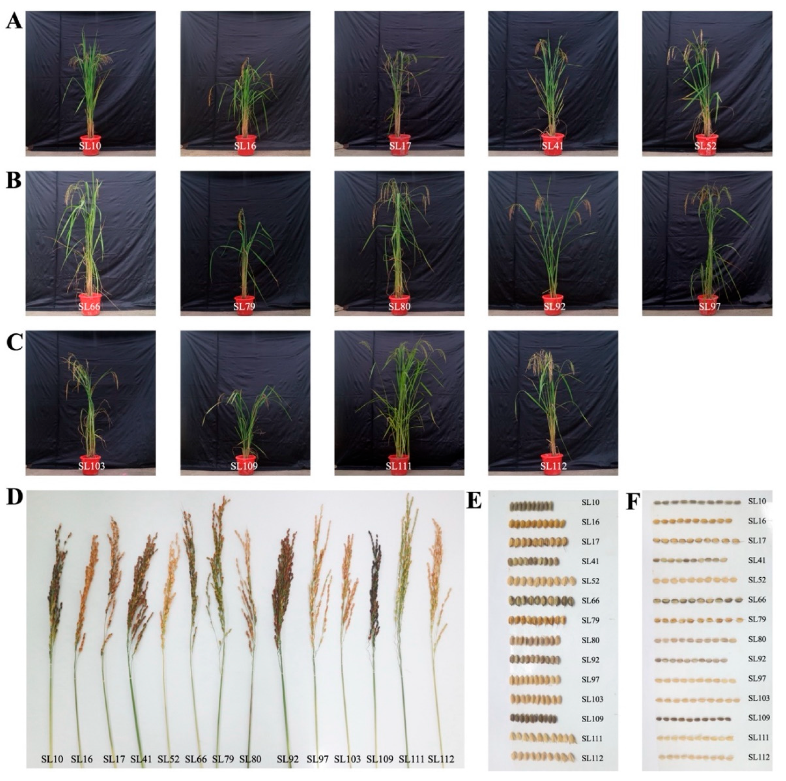 Genetic Diversity Analysis and Core Marker Identification of