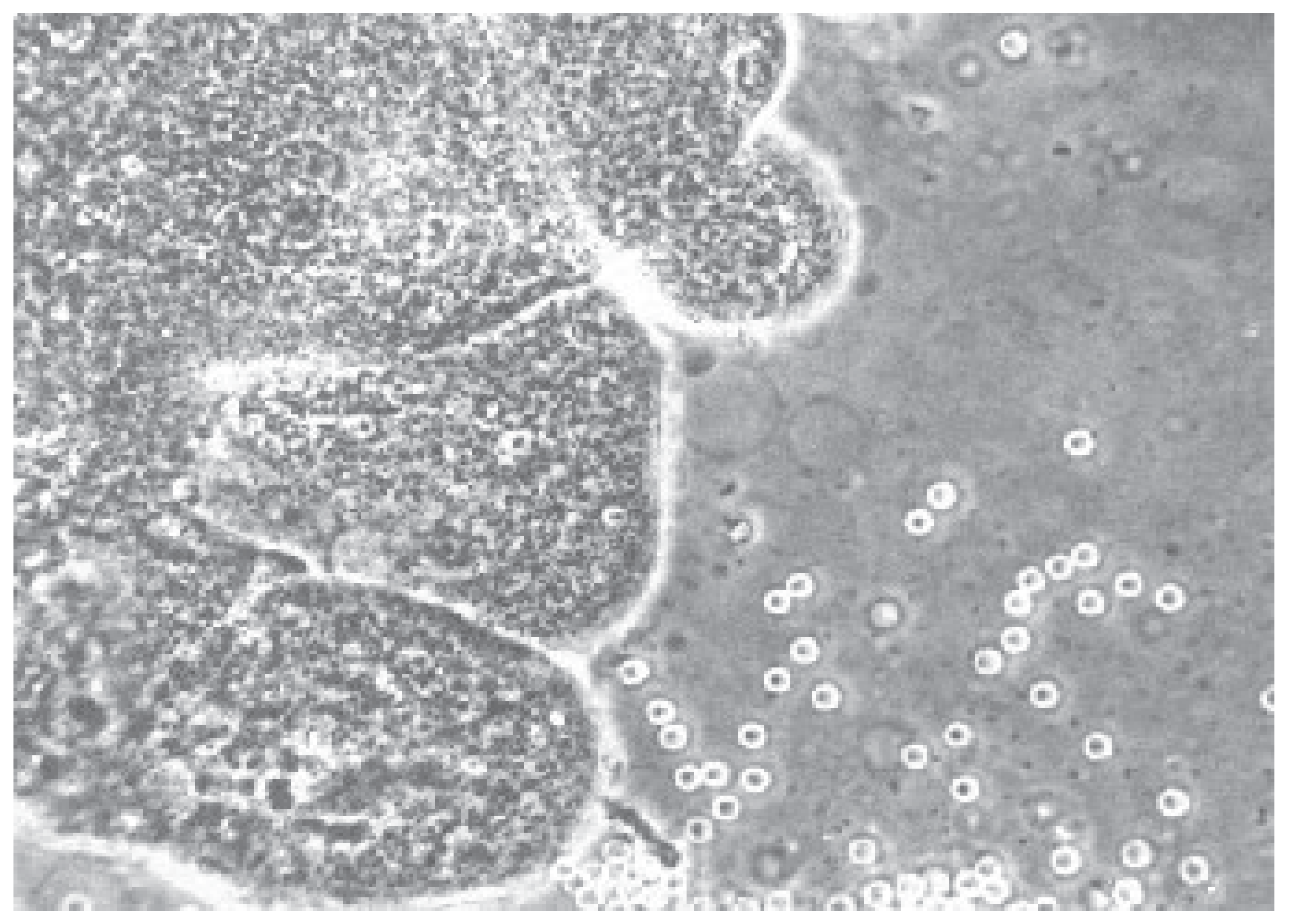 Preprints 174797 g002