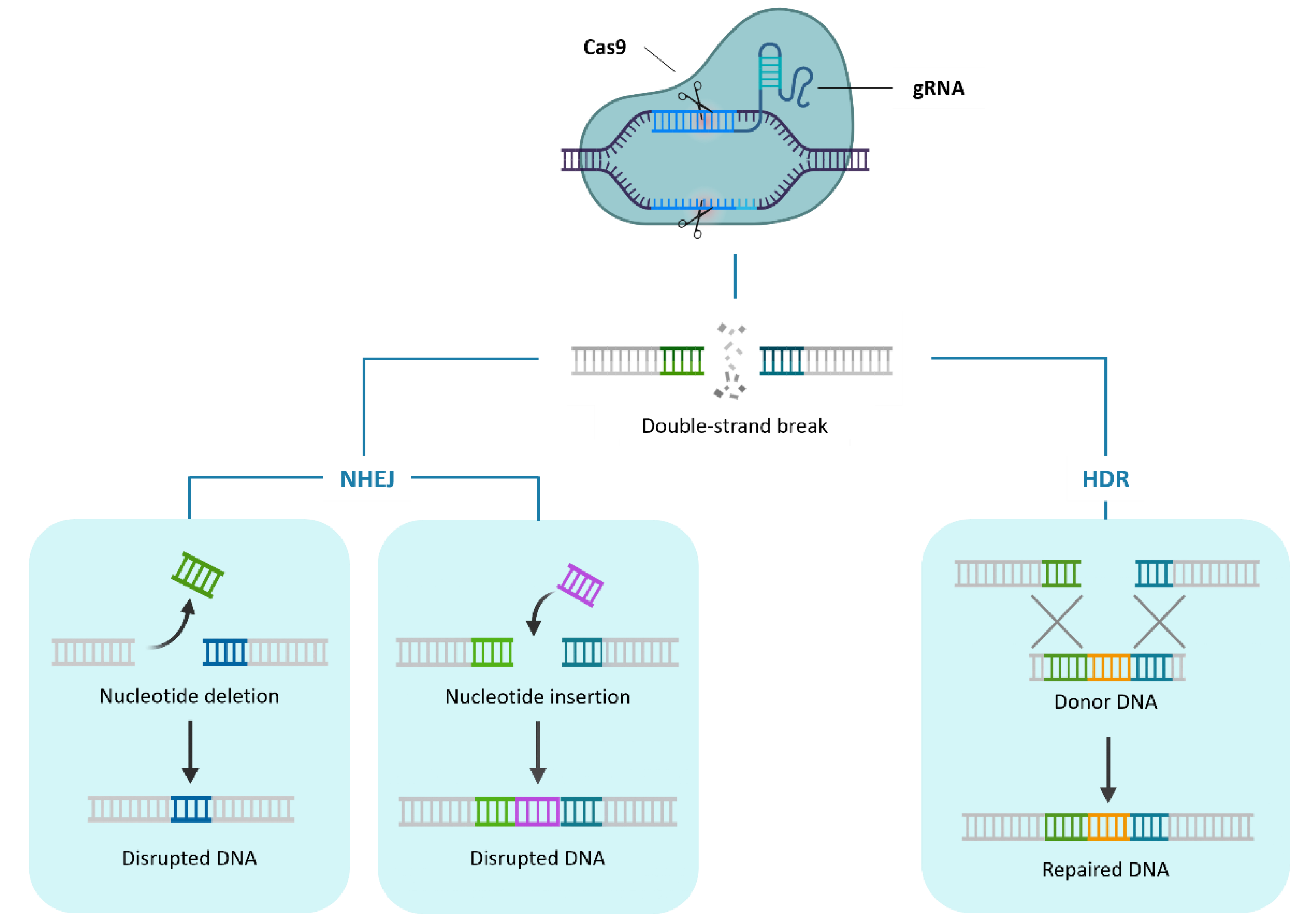 Preprints 195021 g001