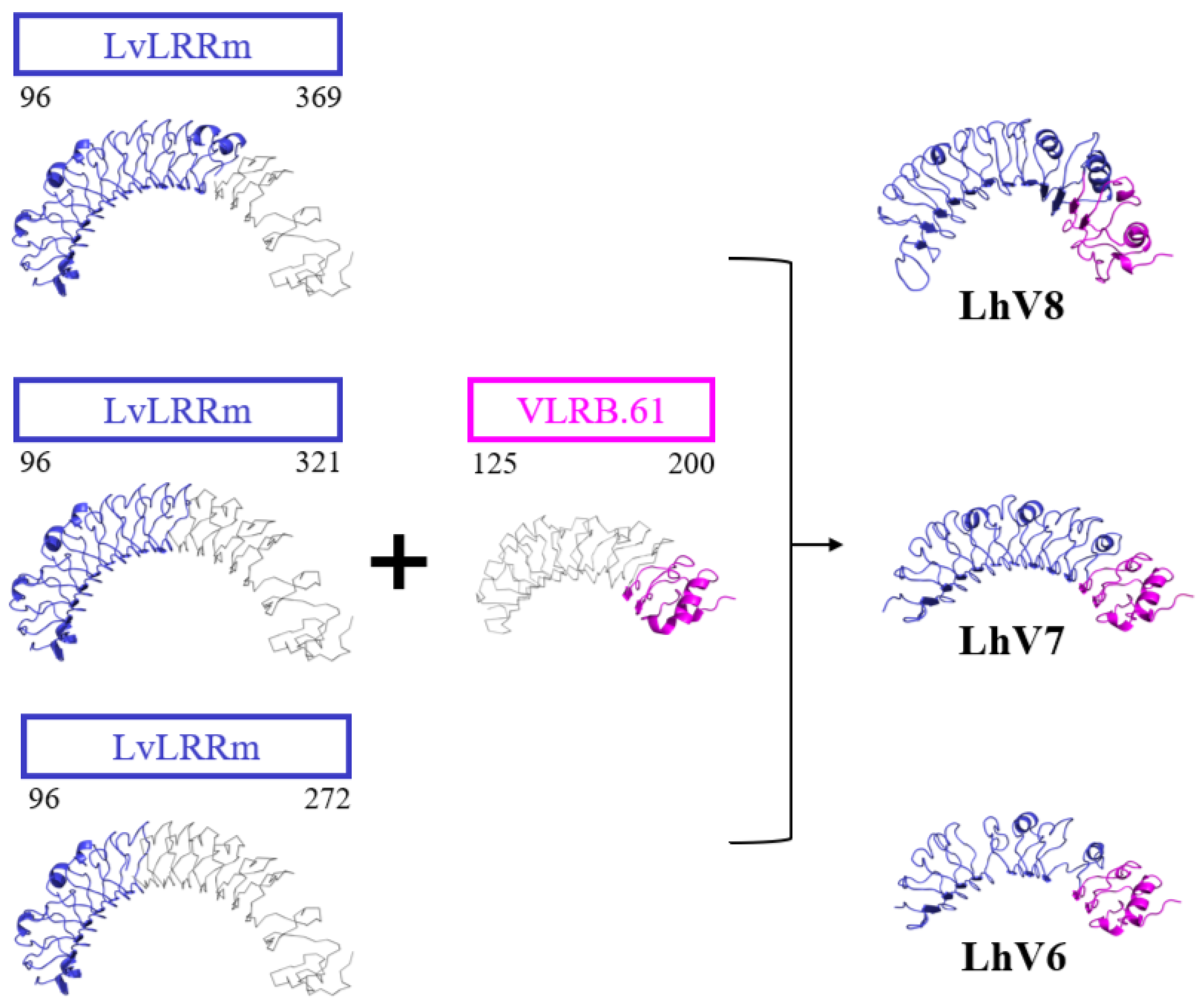A Hybrid Design for Functional Assay of LvLRRm (Protein Containing