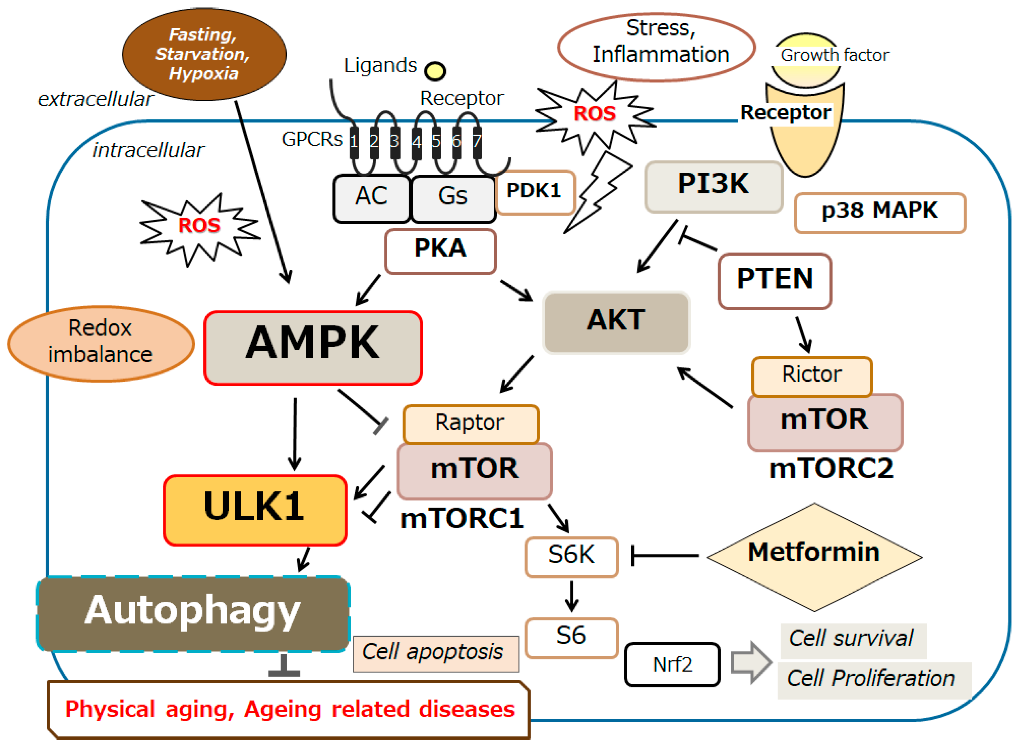 Preprints 142349 g002