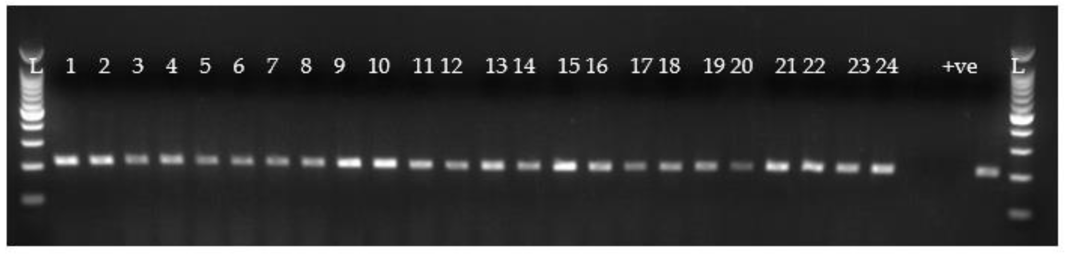Preprints 162347 g002