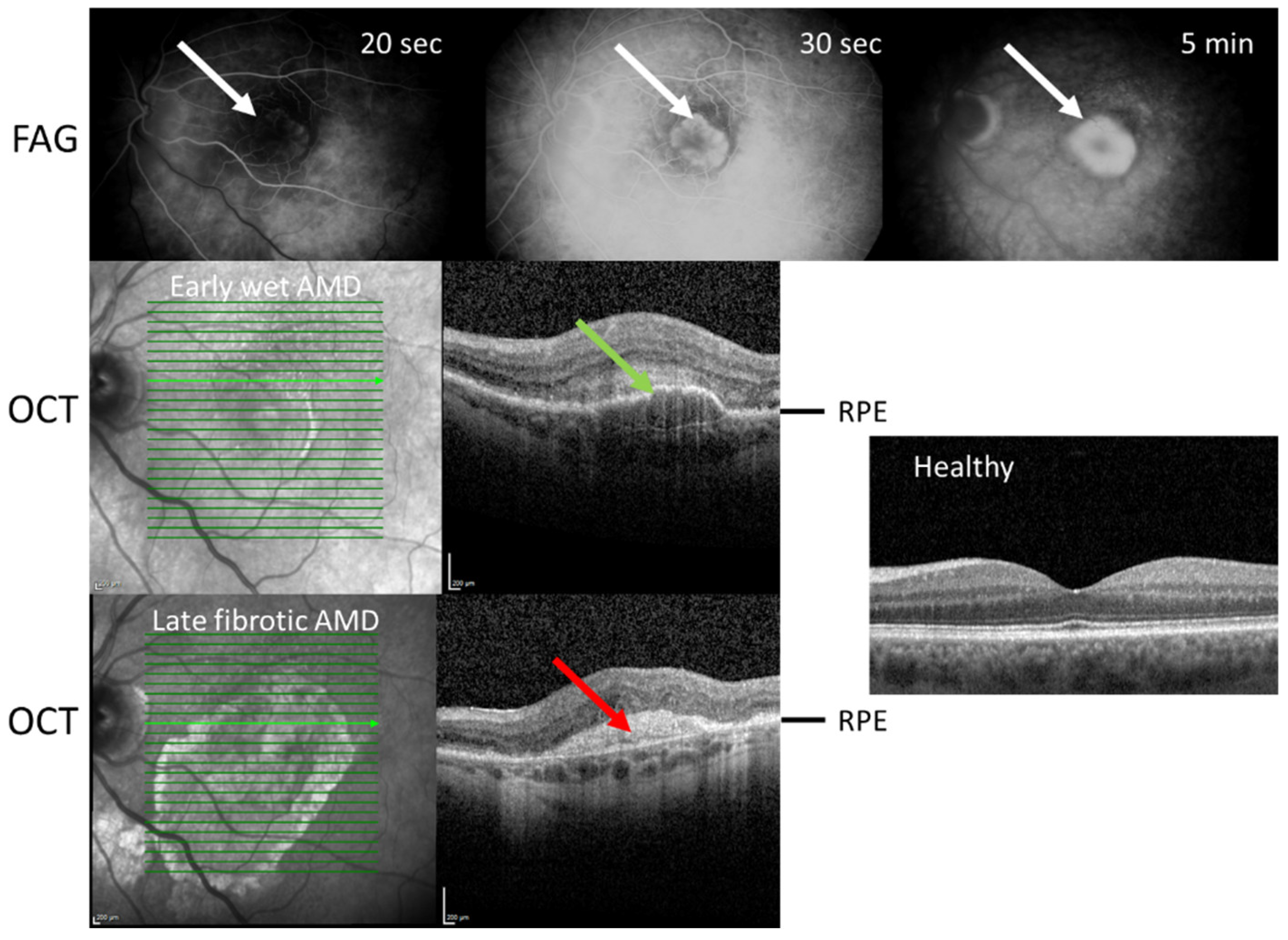 Preprints 141175 g002
