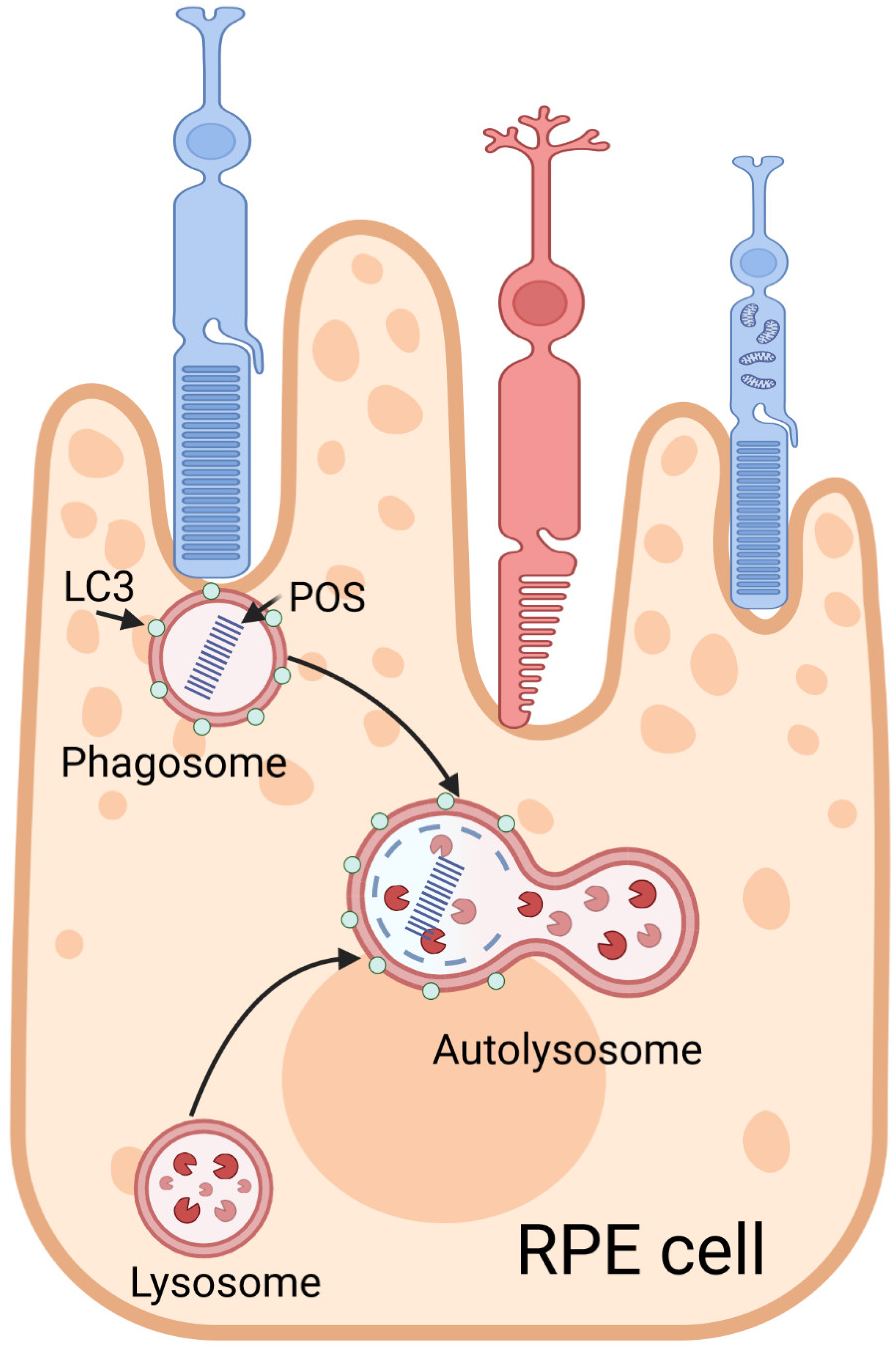 Preprints 141175 g006