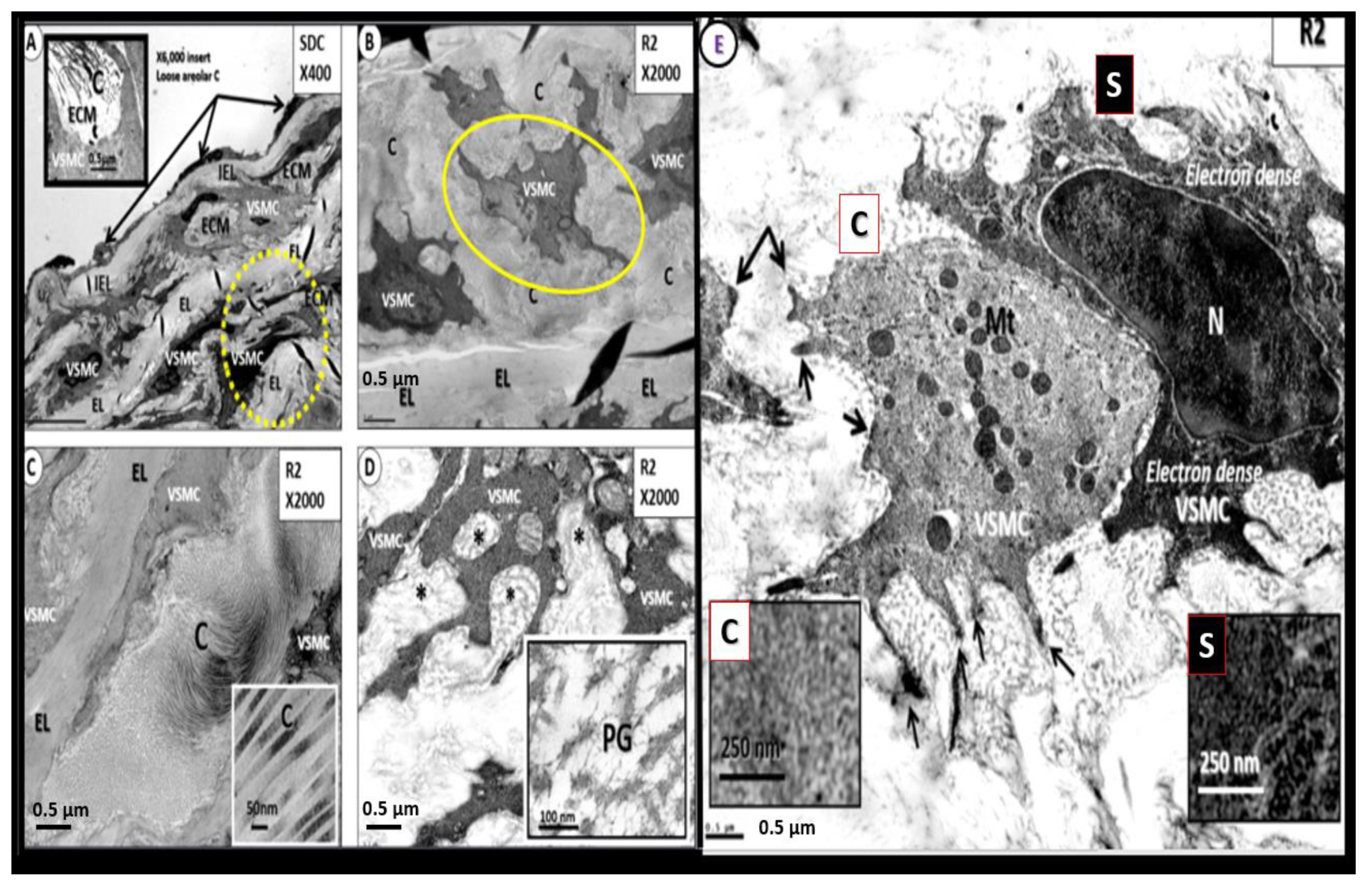 Preprints 145907 g013