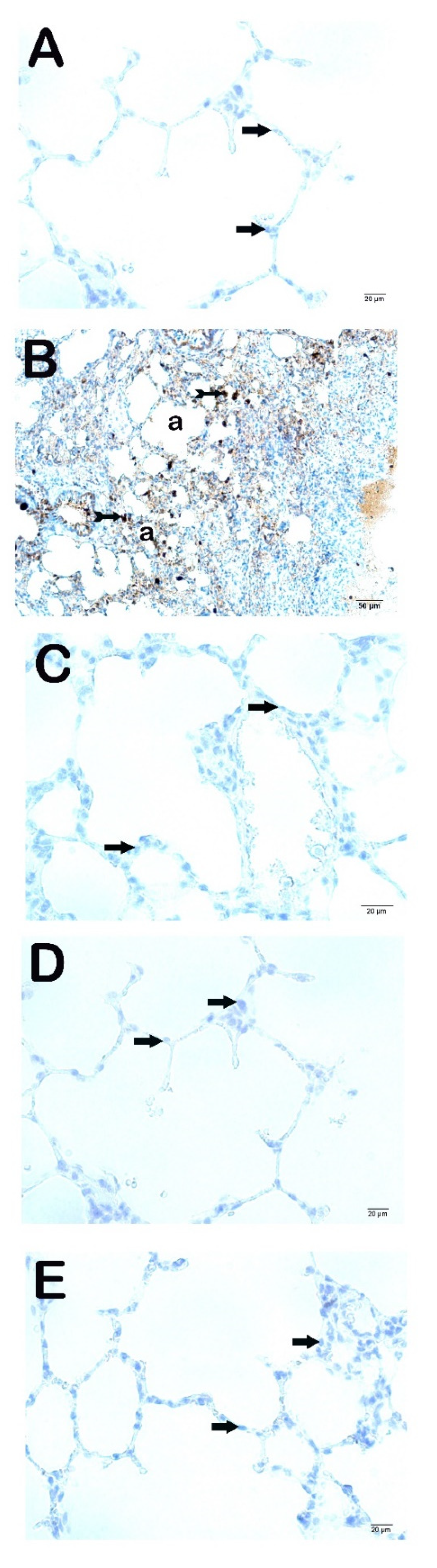 Preprints 117918 g002