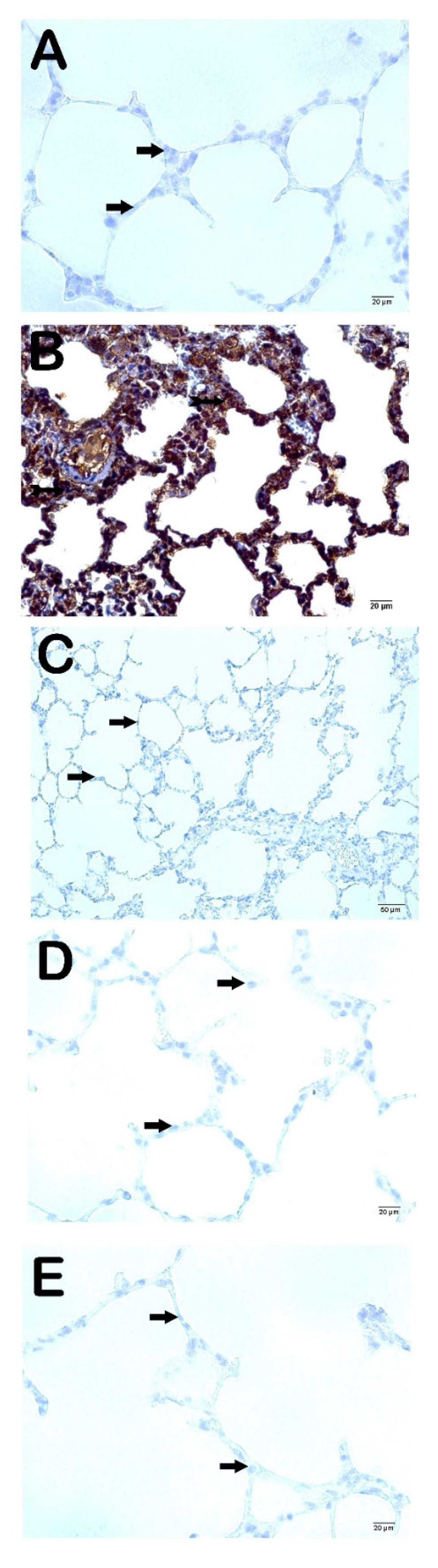 Preprints 117918 g003