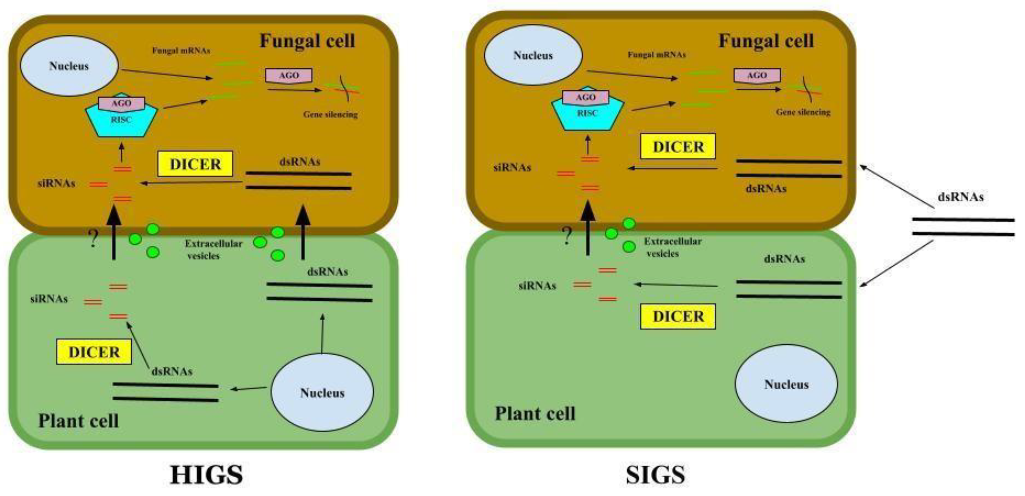 Preprints 116479 g001