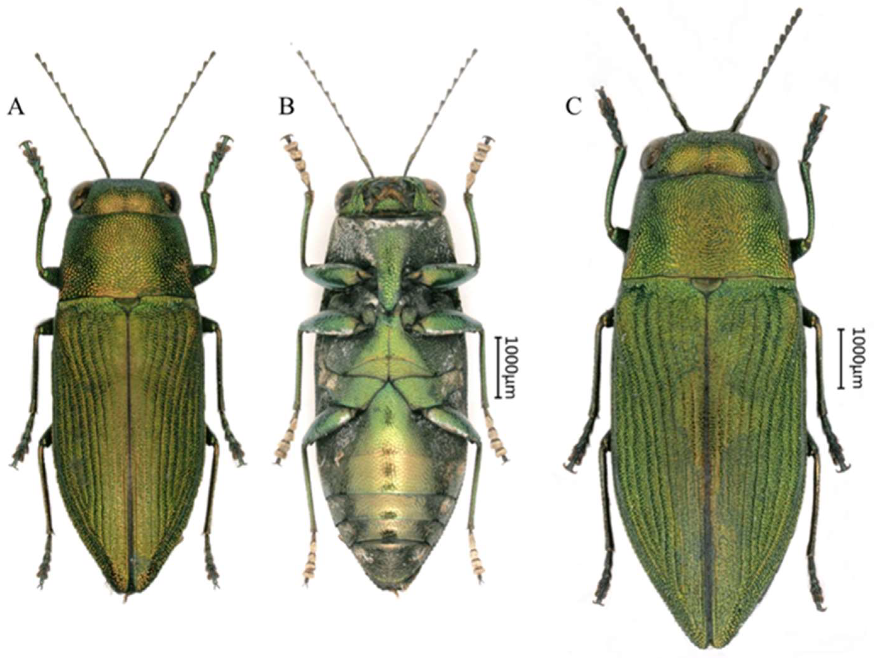 Preprints 158236 g001