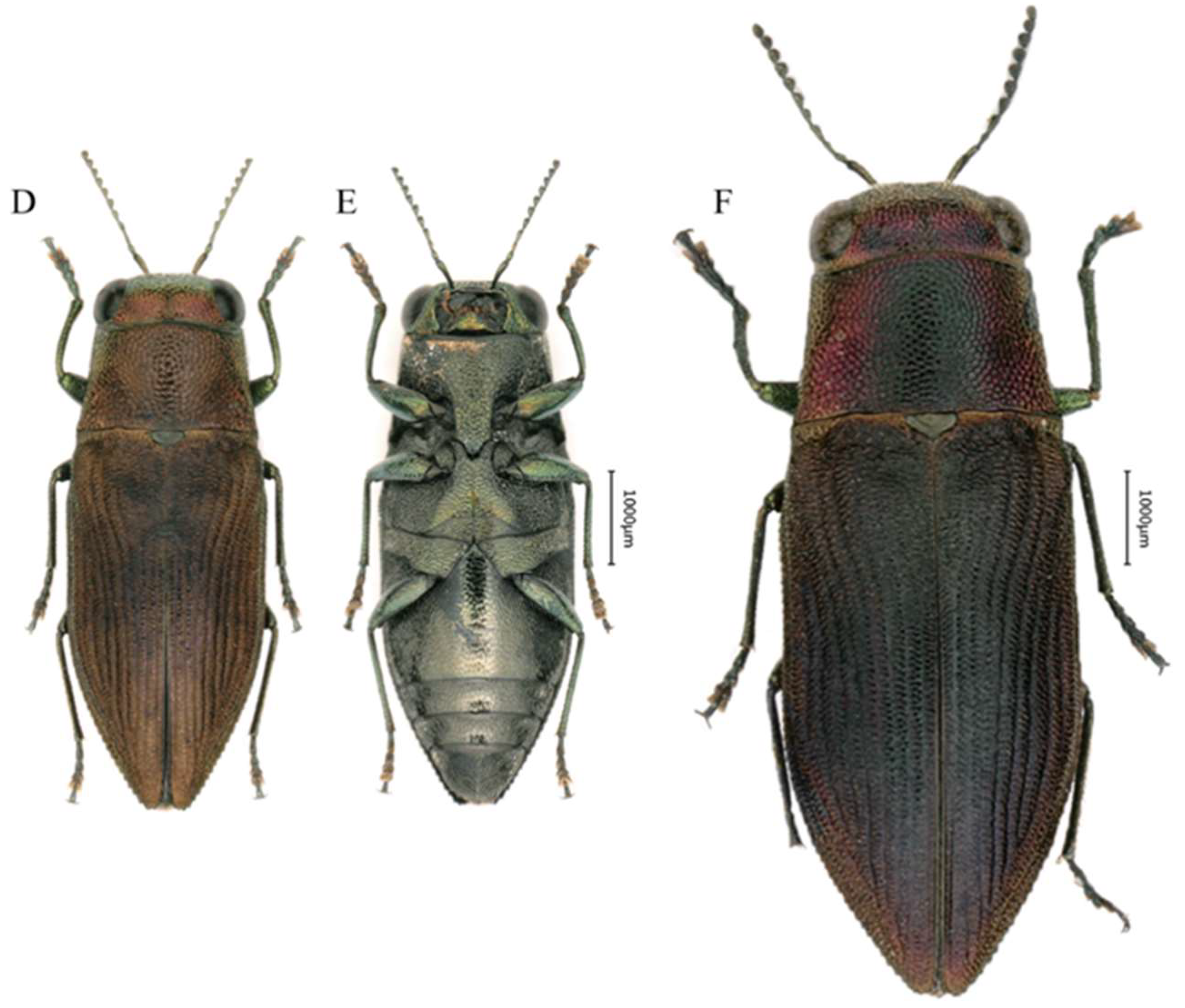 Preprints 158236 g002