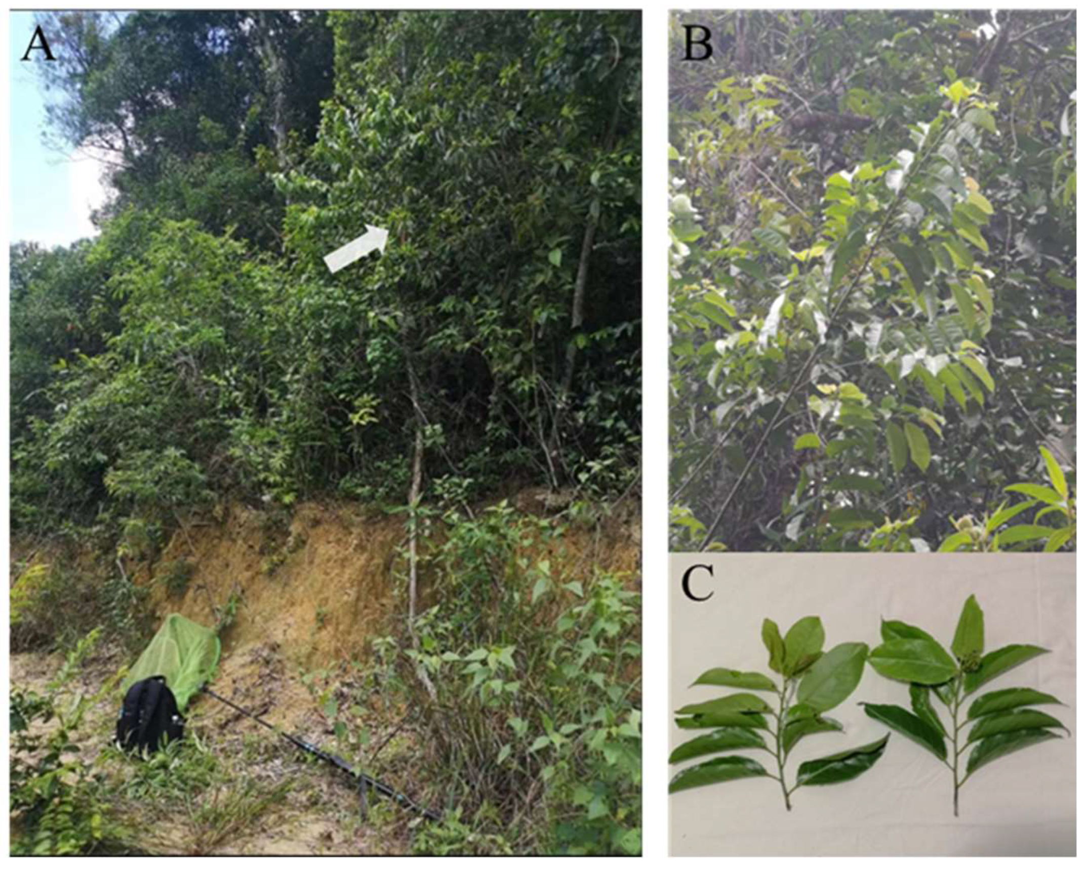 Preprints 158236 g004