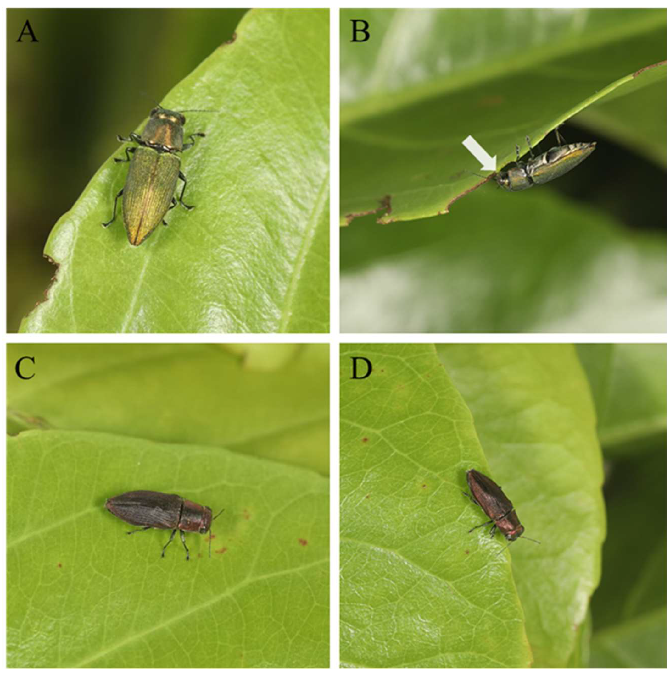 Preprints 158236 g005