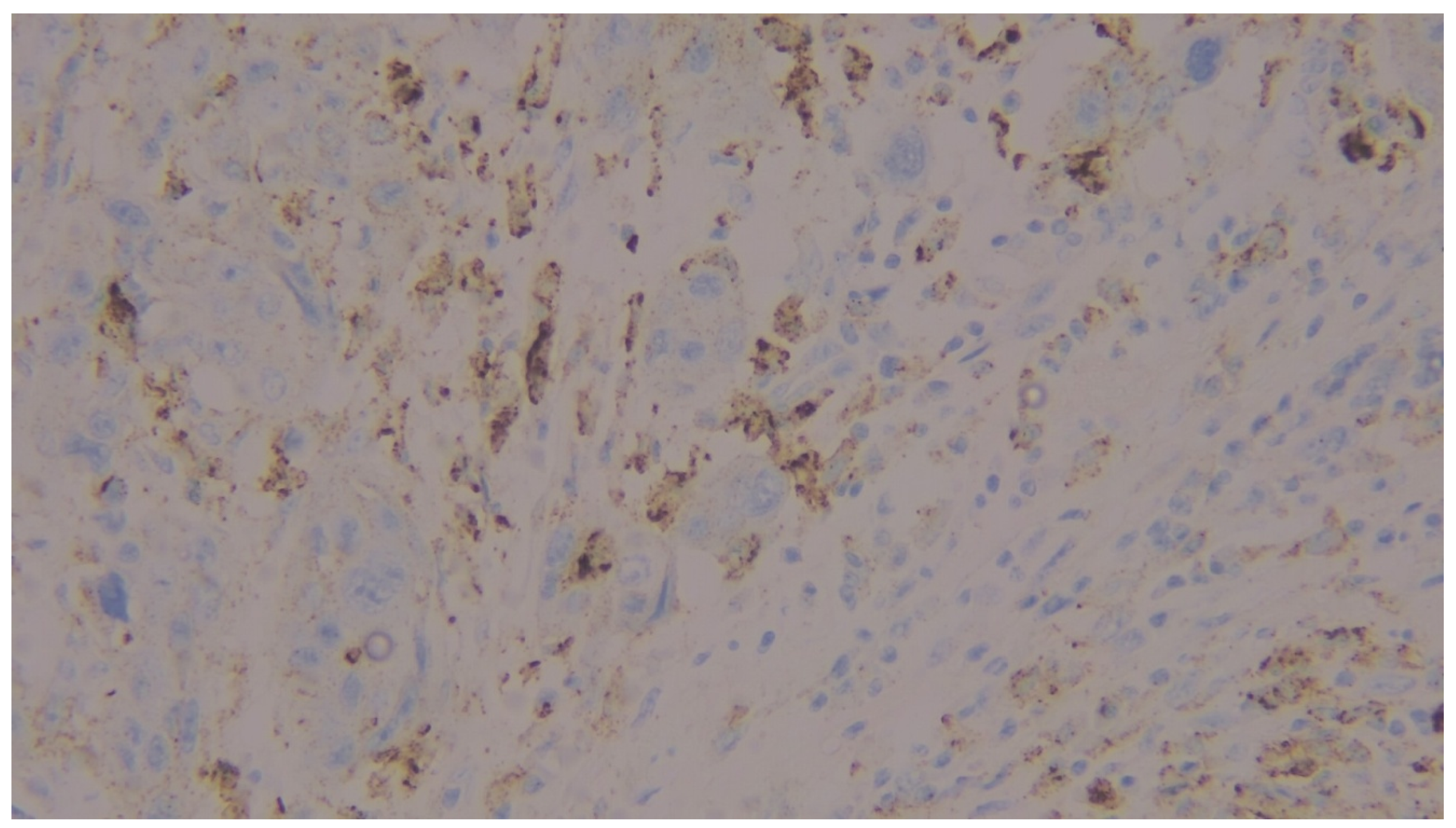 Preprints 201676 g002