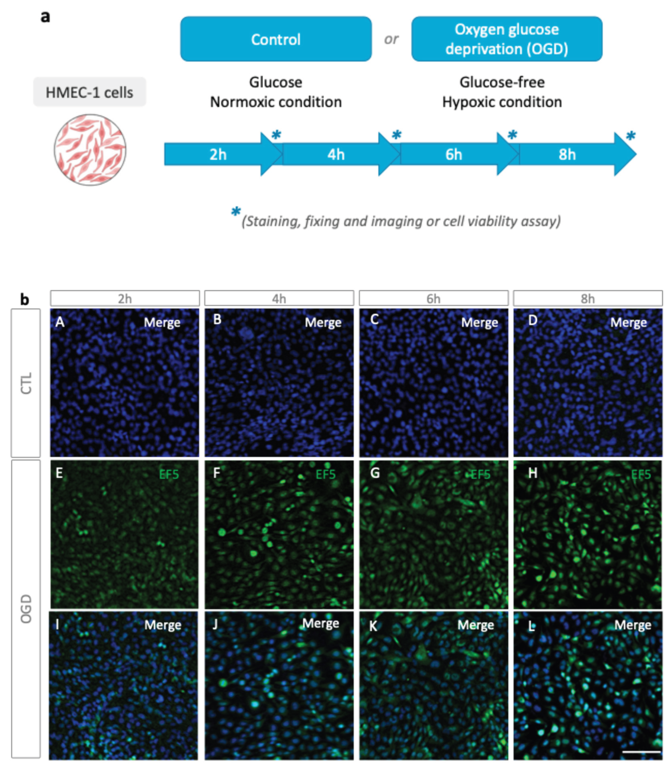 Preprints 188615 g001