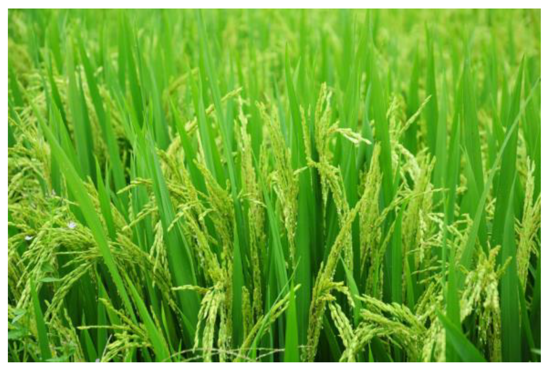 Preprints 108590 g002