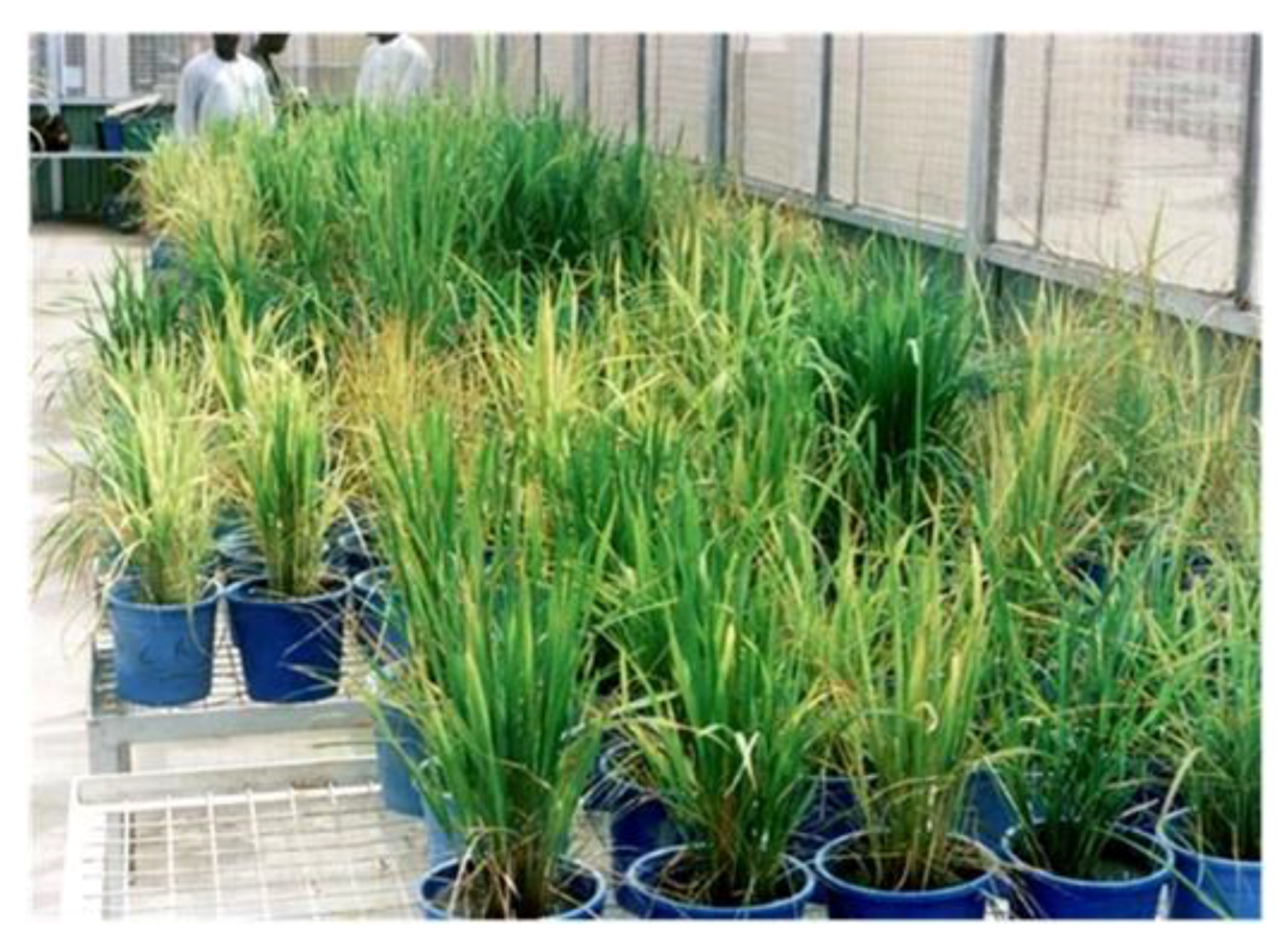 Preprints 108590 g004