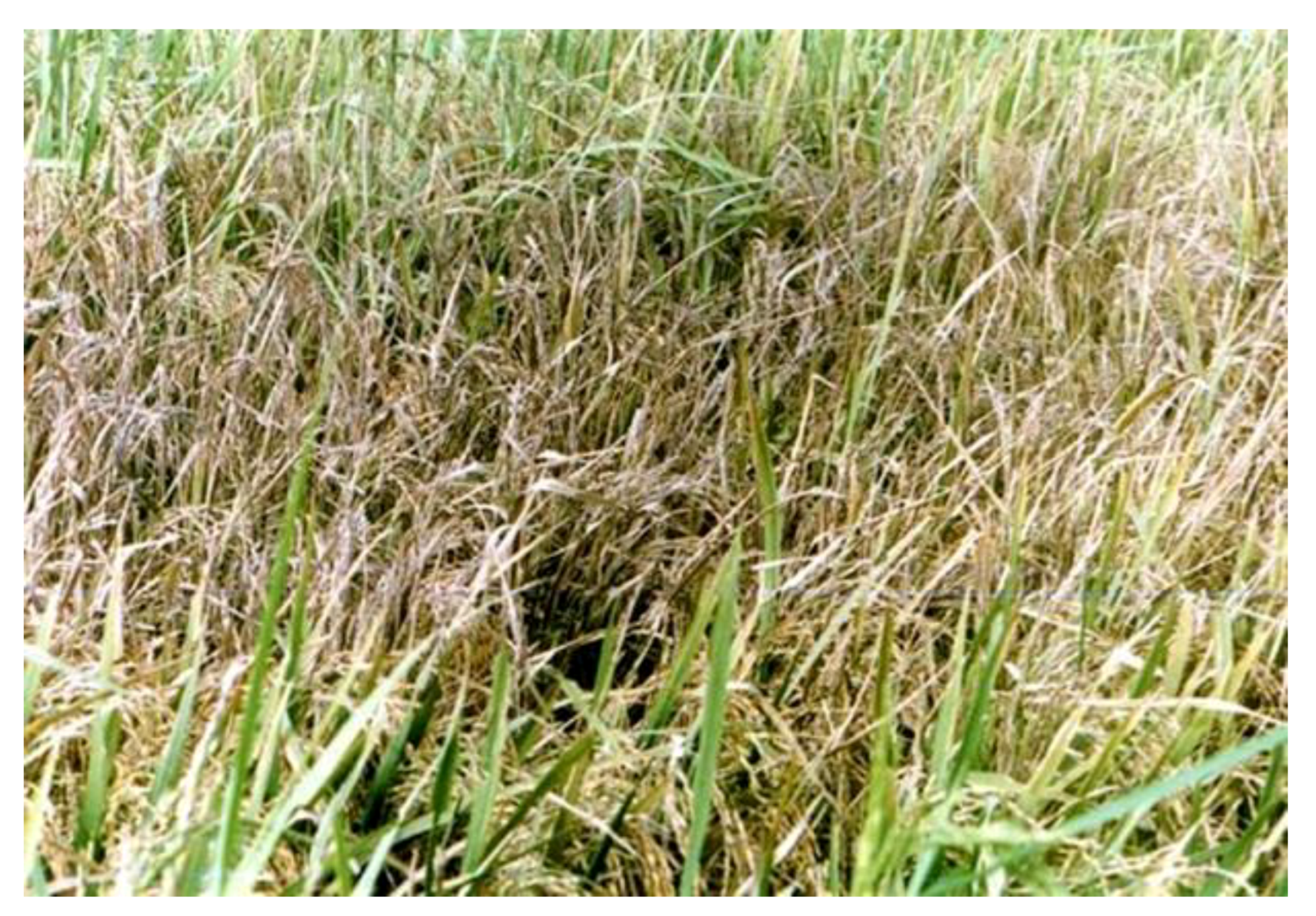 Preprints 108590 g005