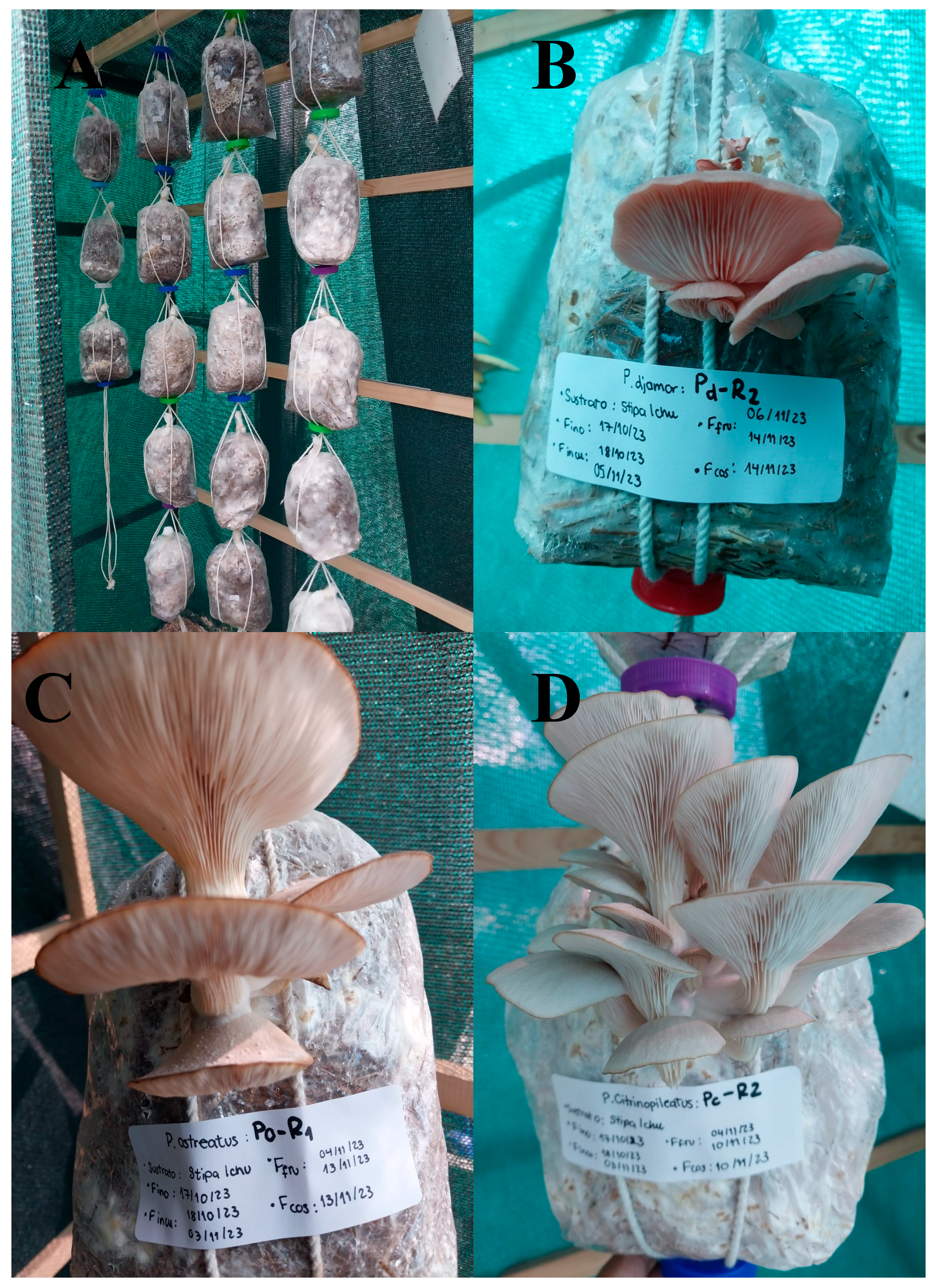 Preprints 152458 g001