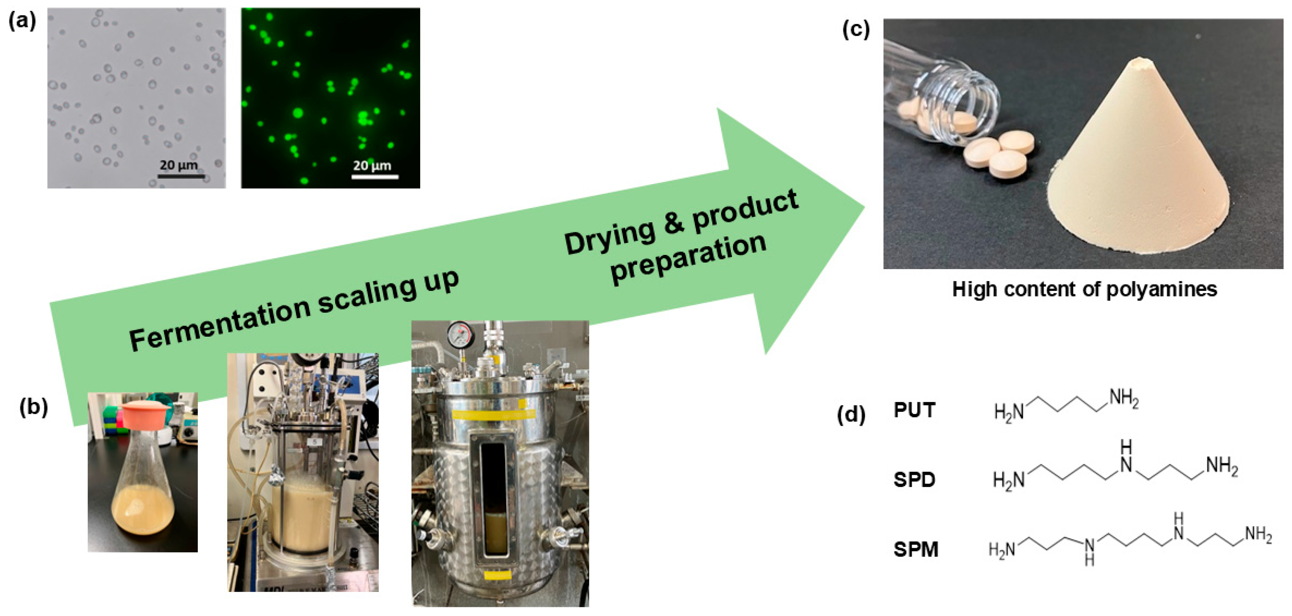 Preprints 173937 g001