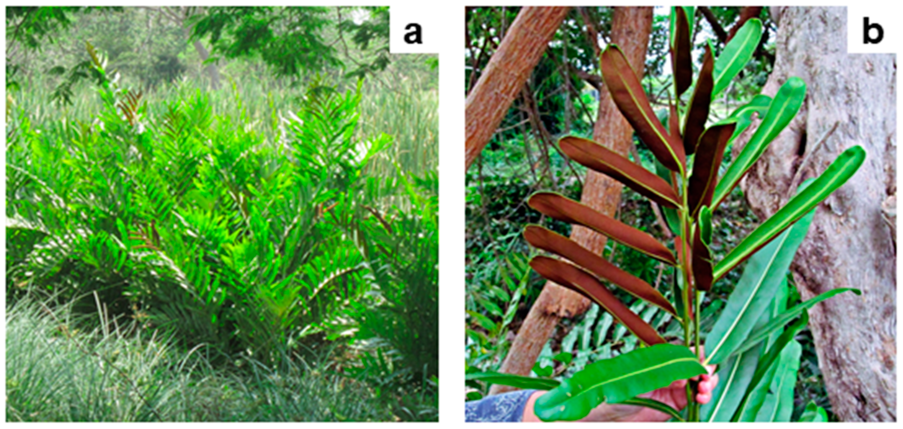 Preprints 121356 g002