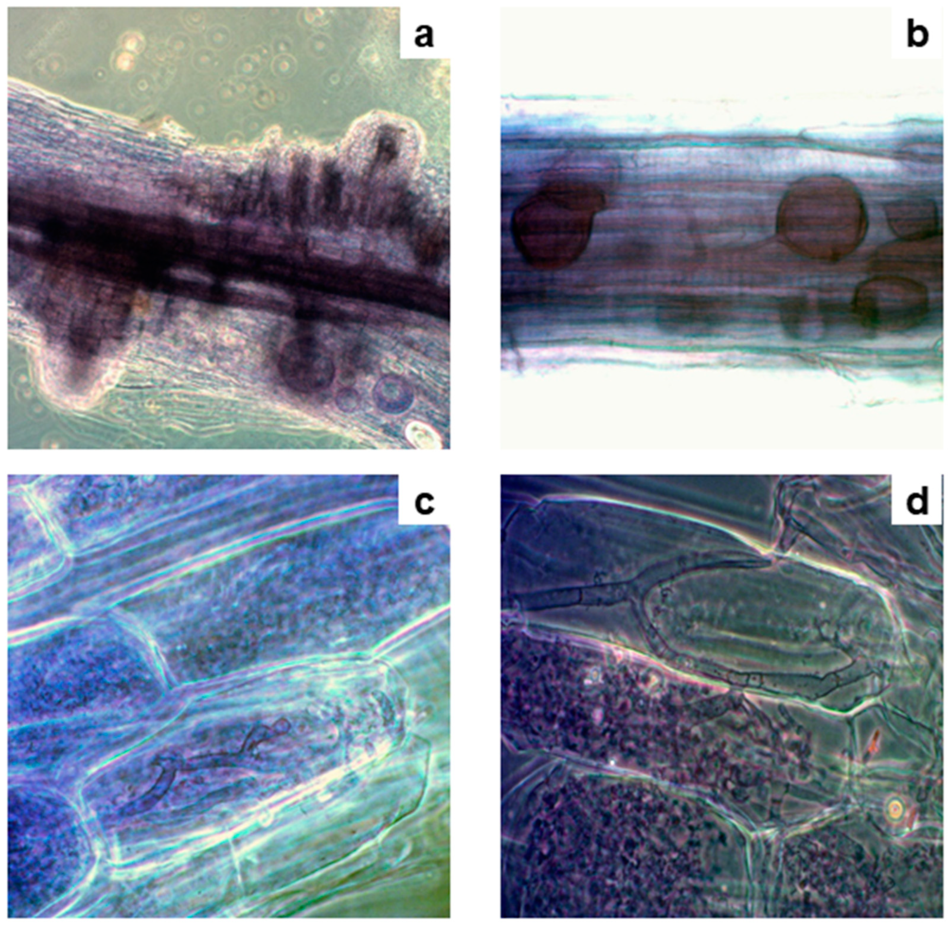 Preprints 121356 g003