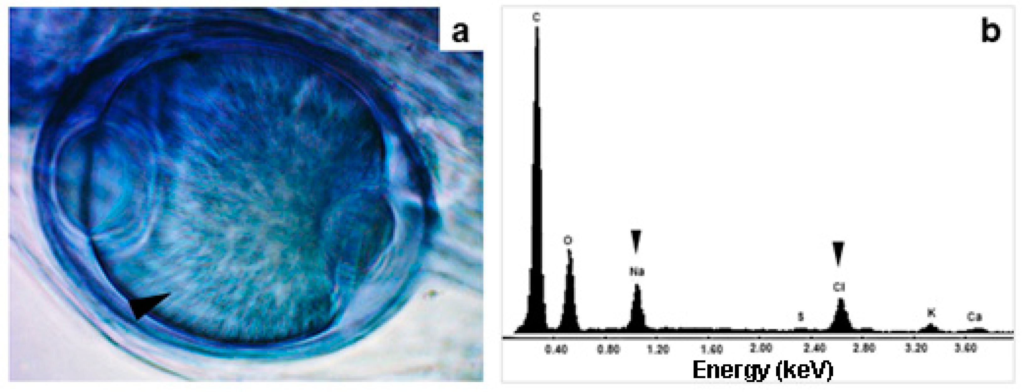 Preprints 121356 g005