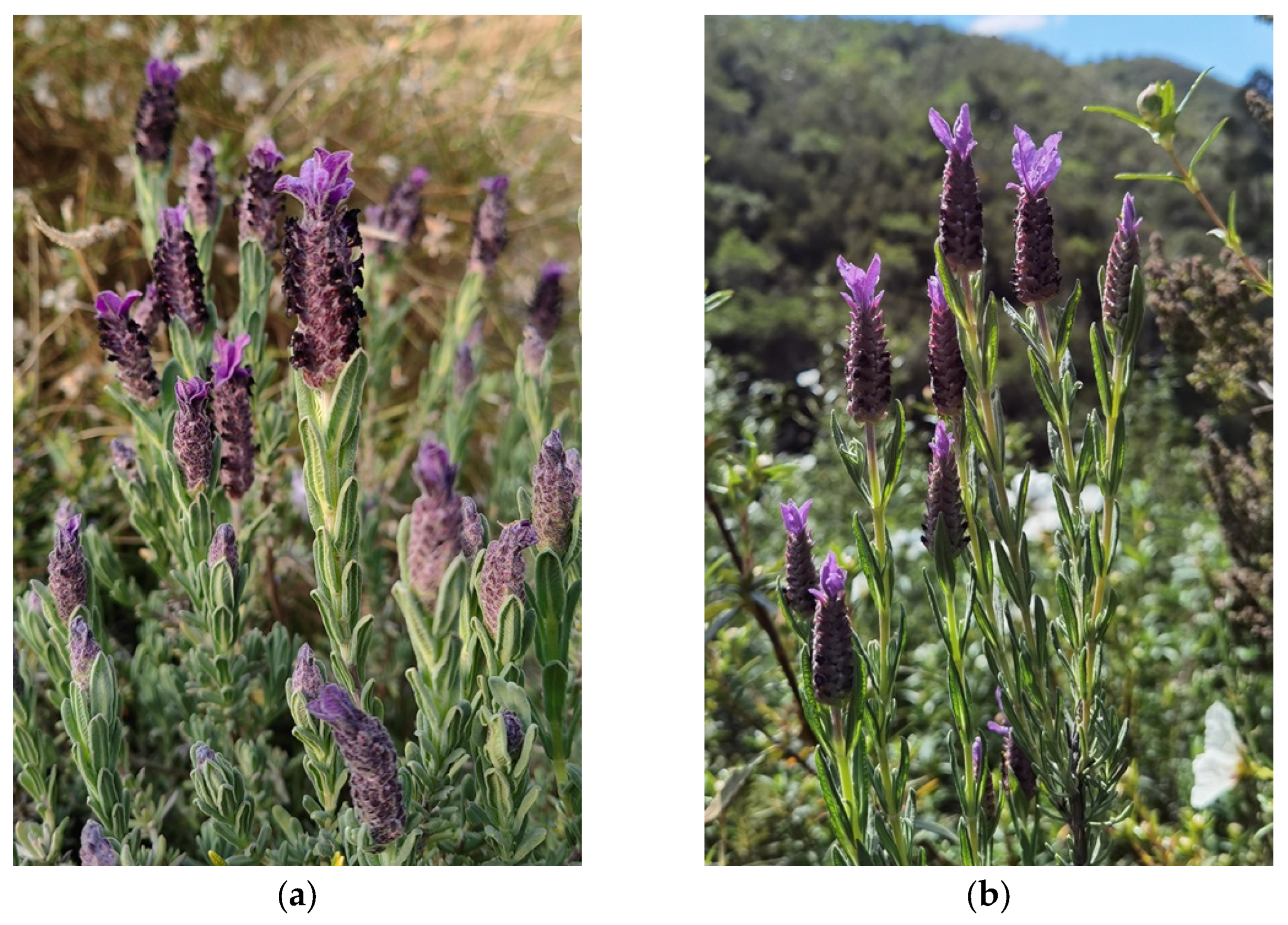 Preprints 181117 g001