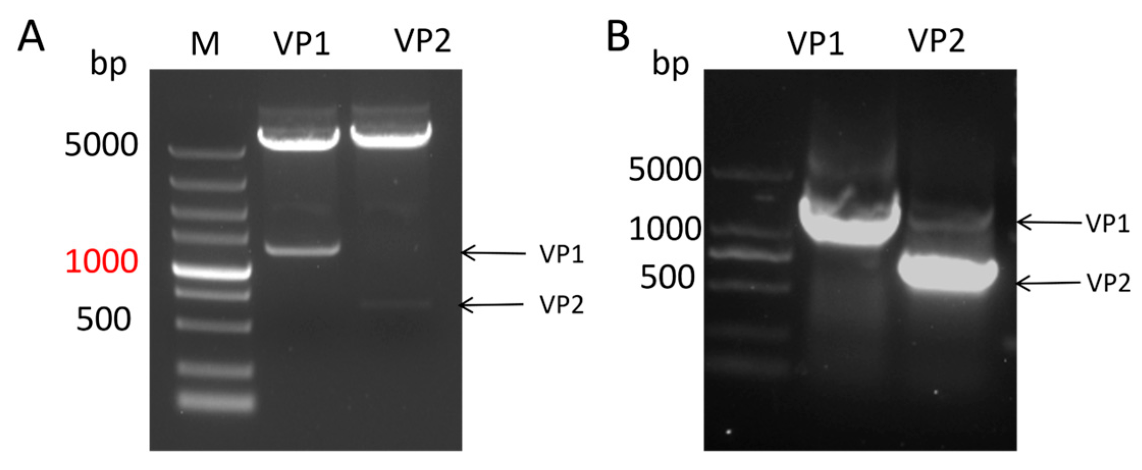 Preprints 191548 g001