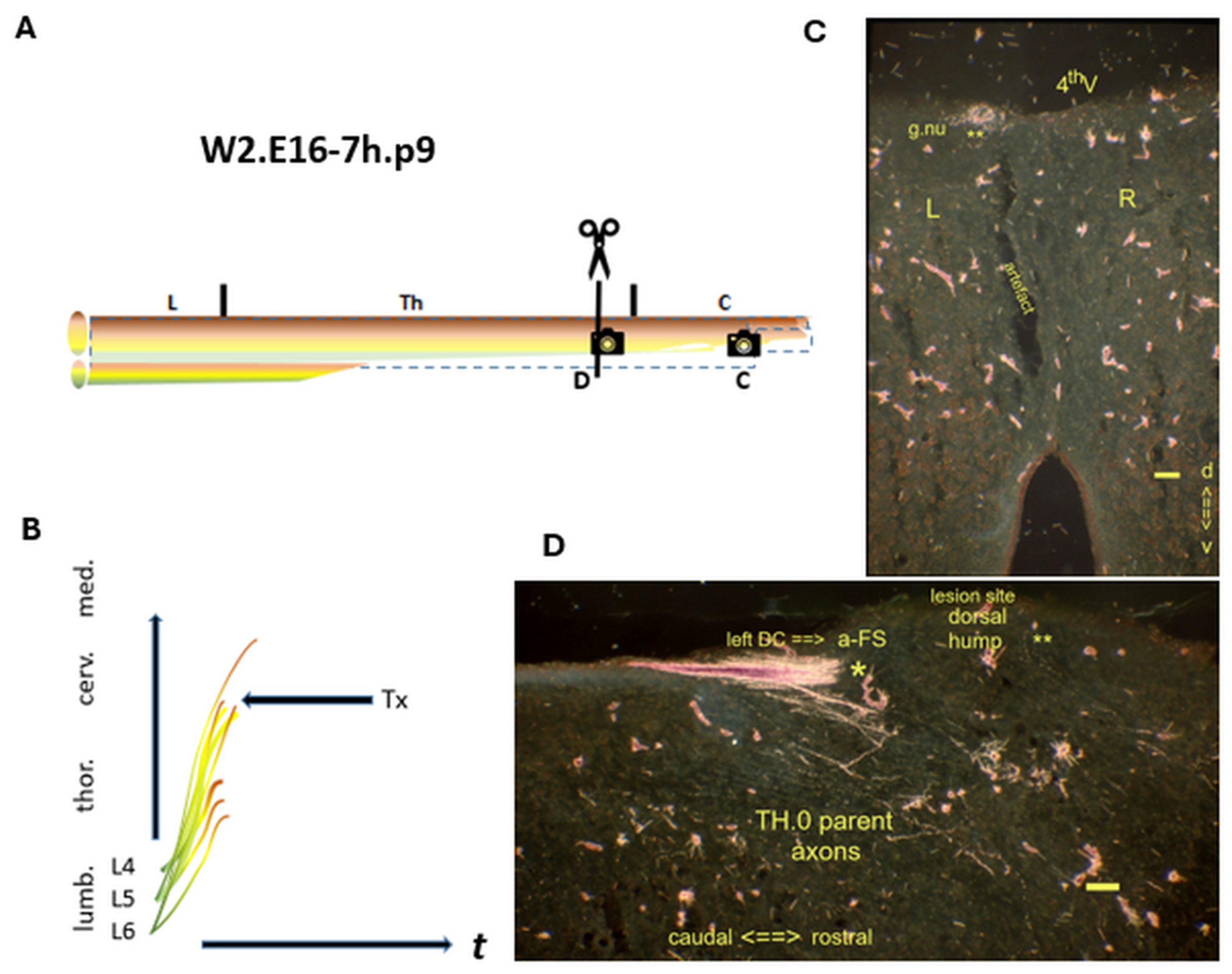 Preprints 144604 g006