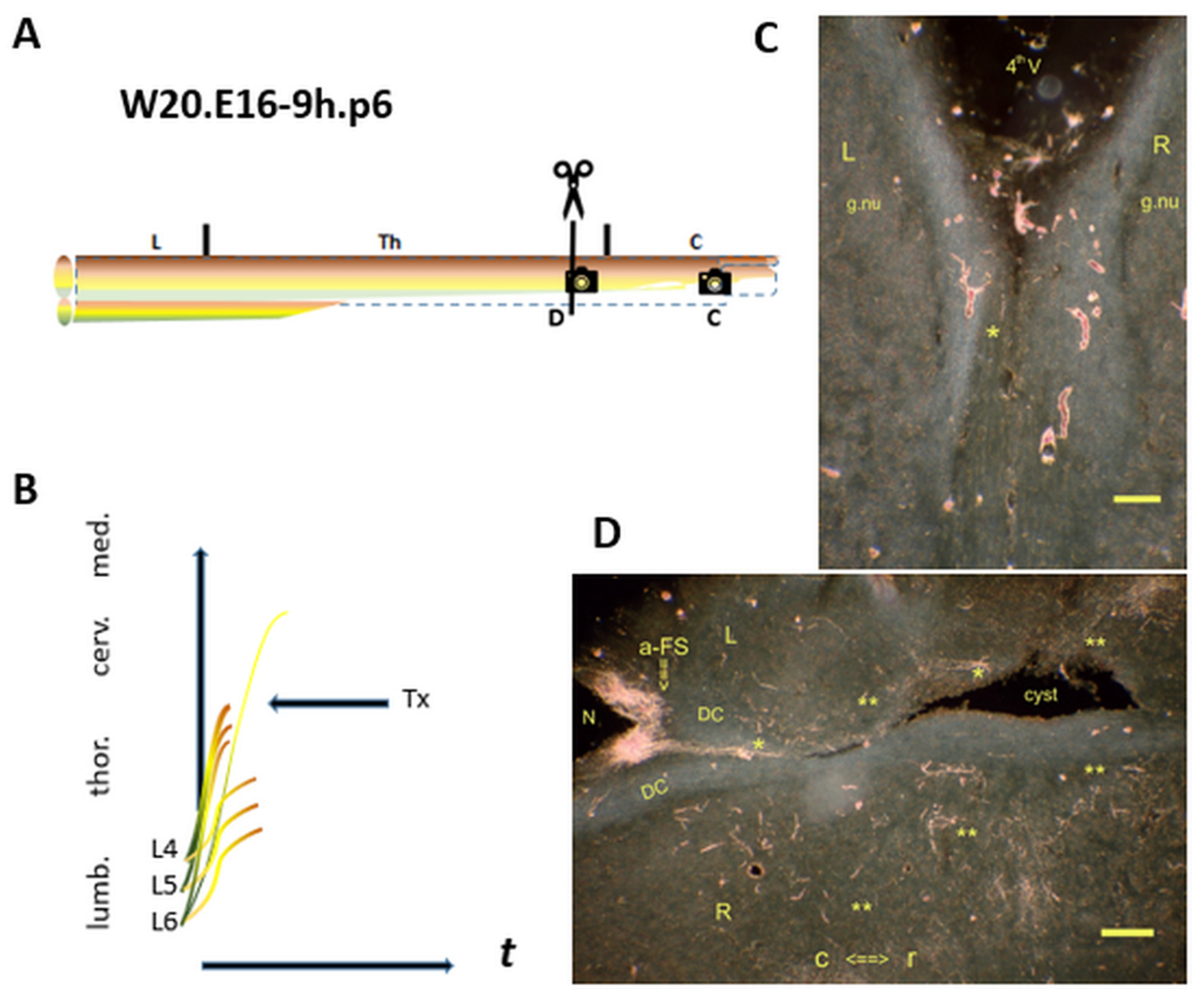 Preprints 144604 g007