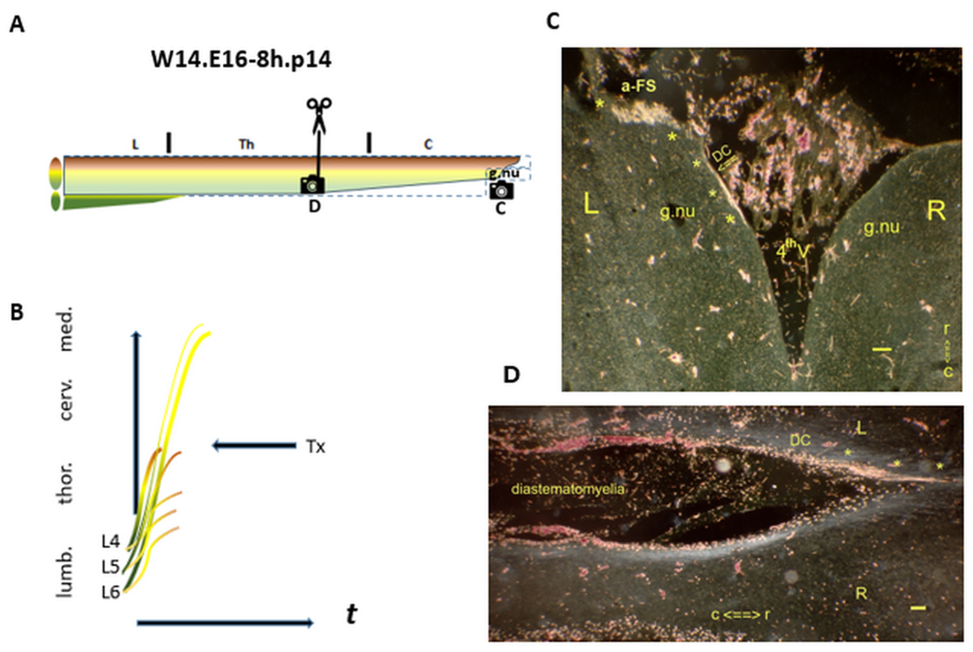 Preprints 144604 g008